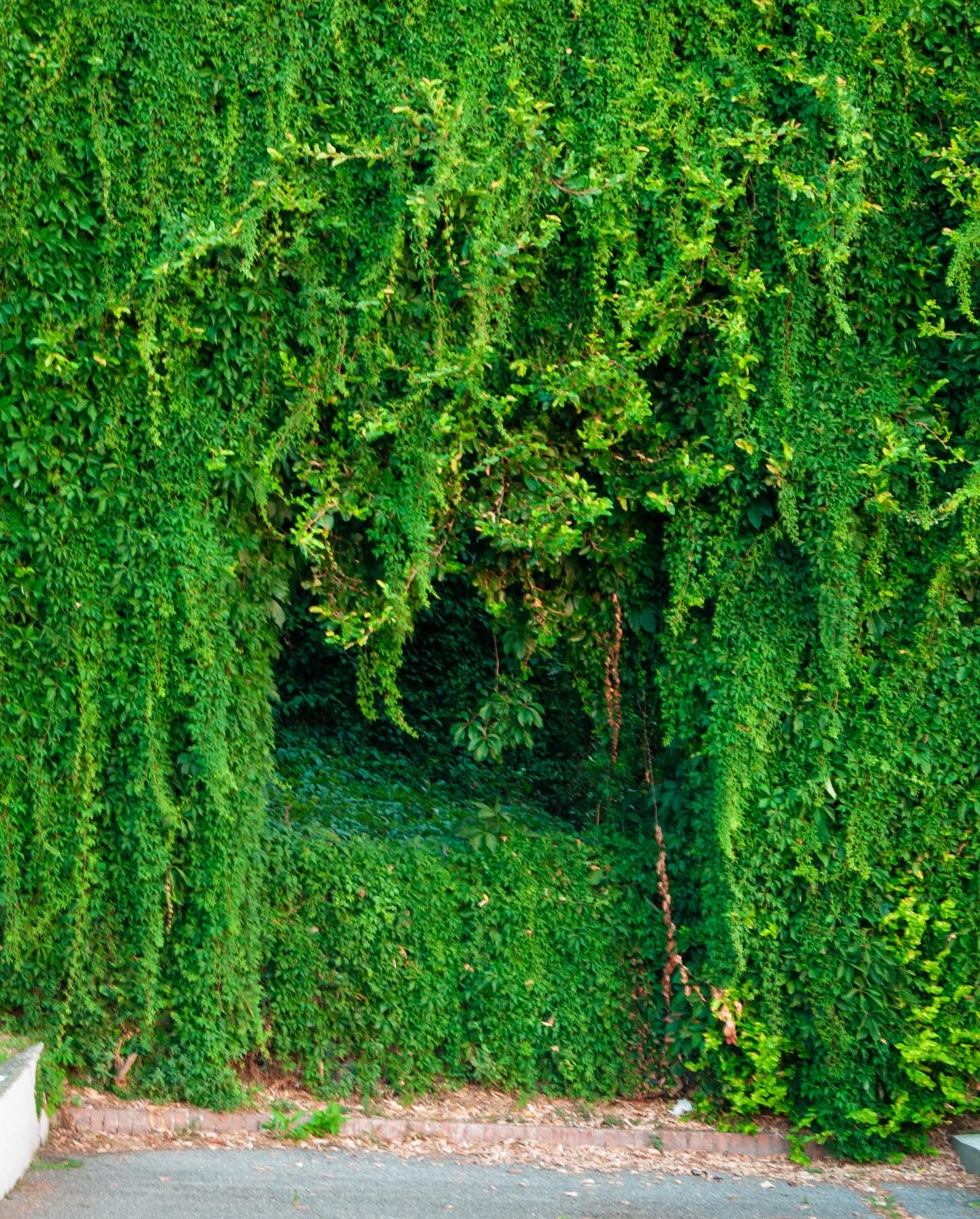 Greenery