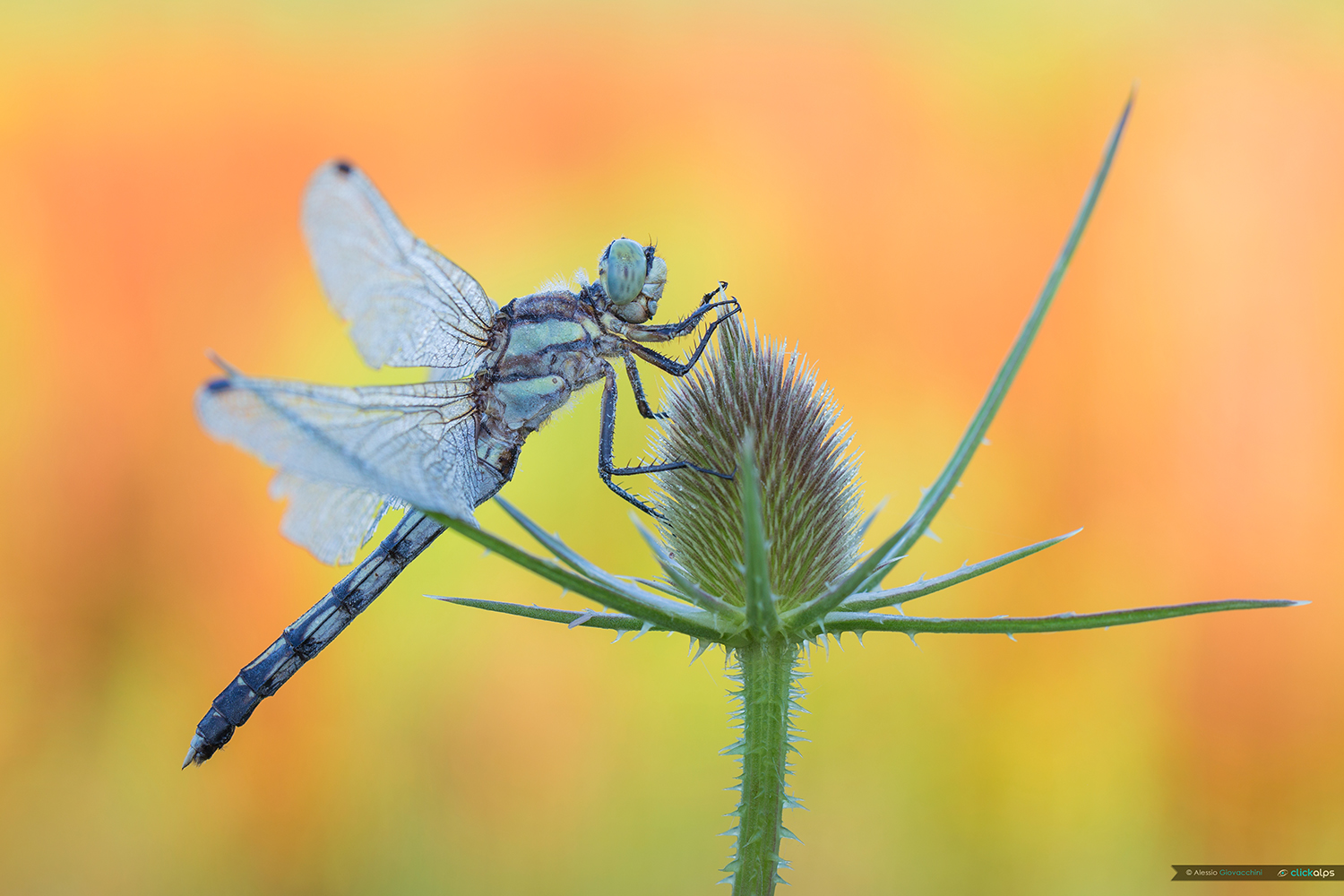 Orthetrum albistylum