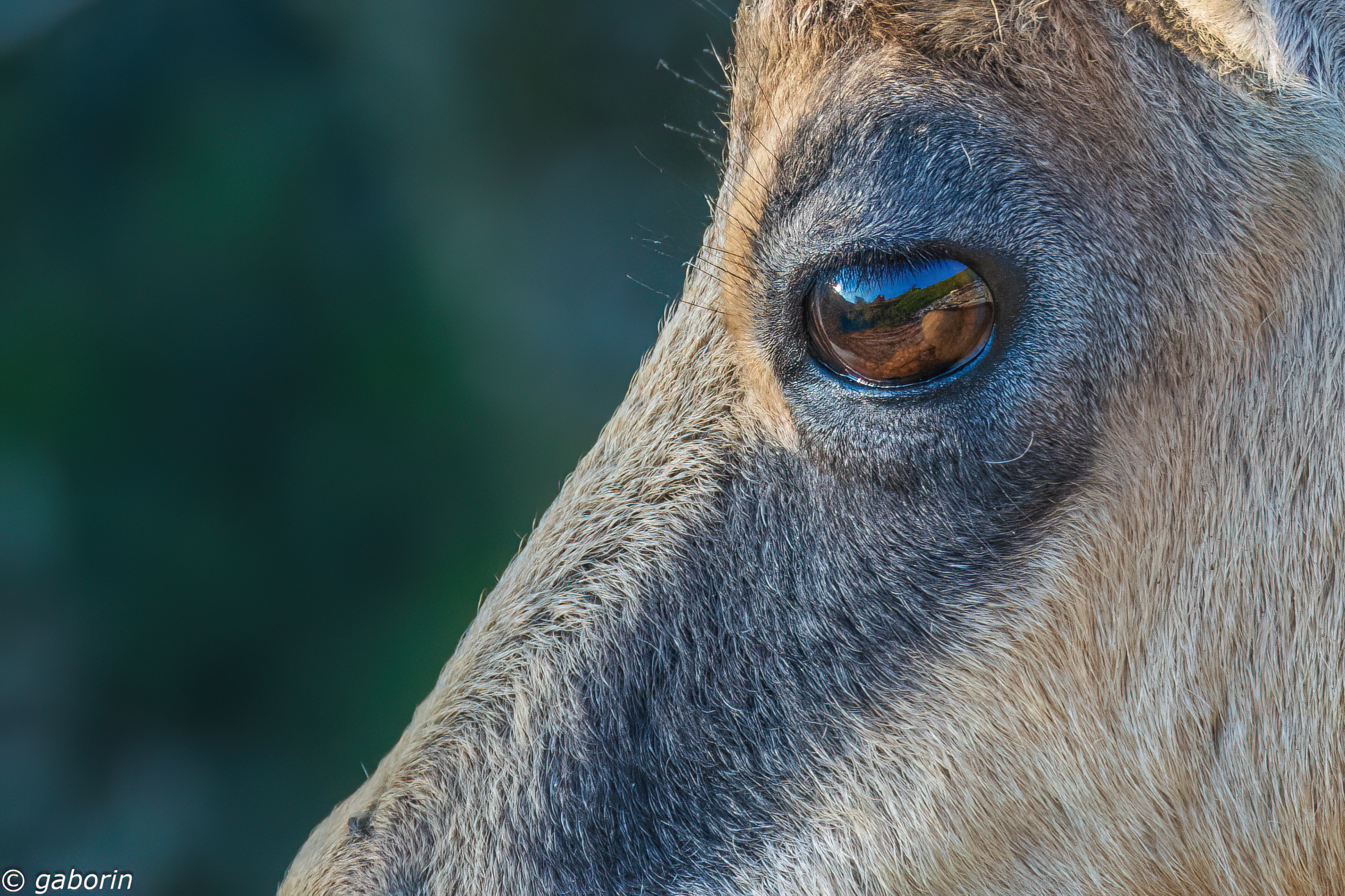 Landscape in the eye of the chamois