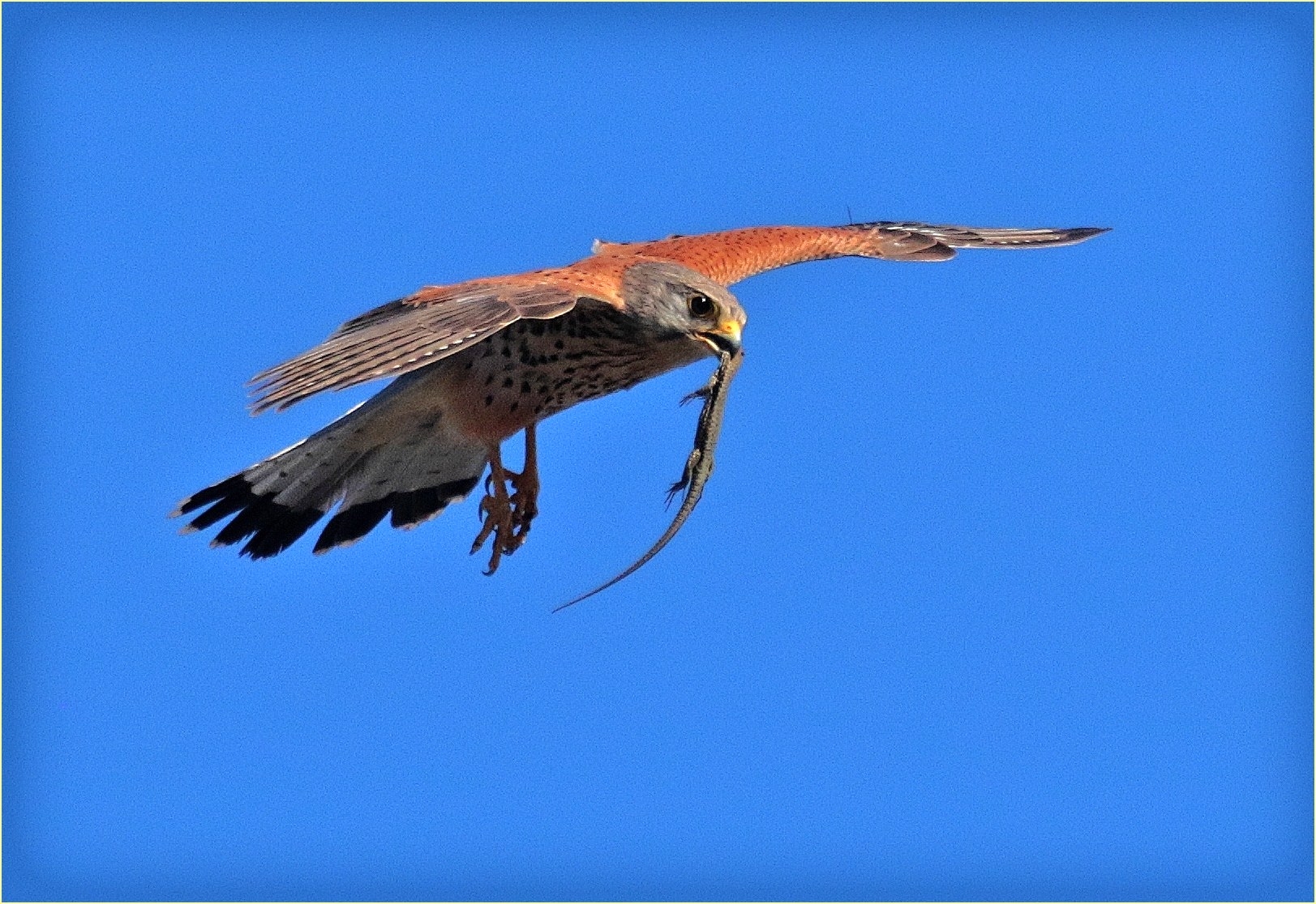 ''Kestrel''