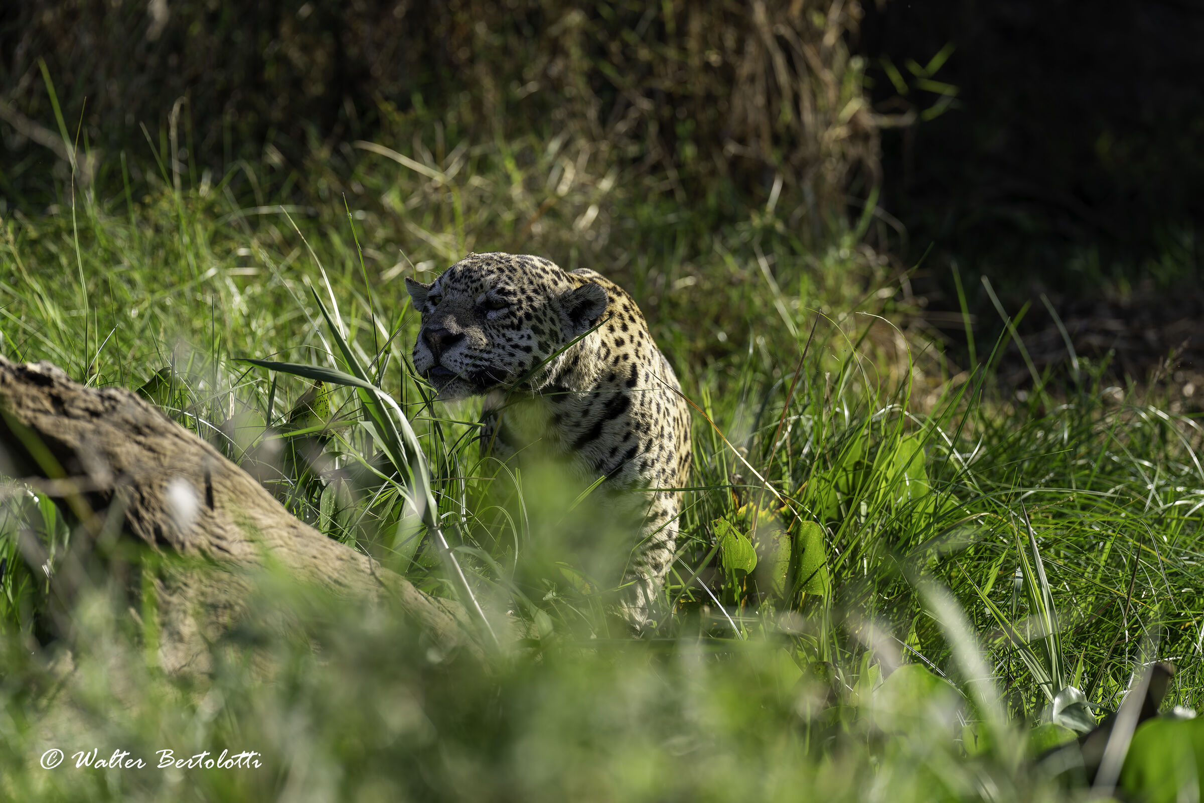 a cosa starà pensando?