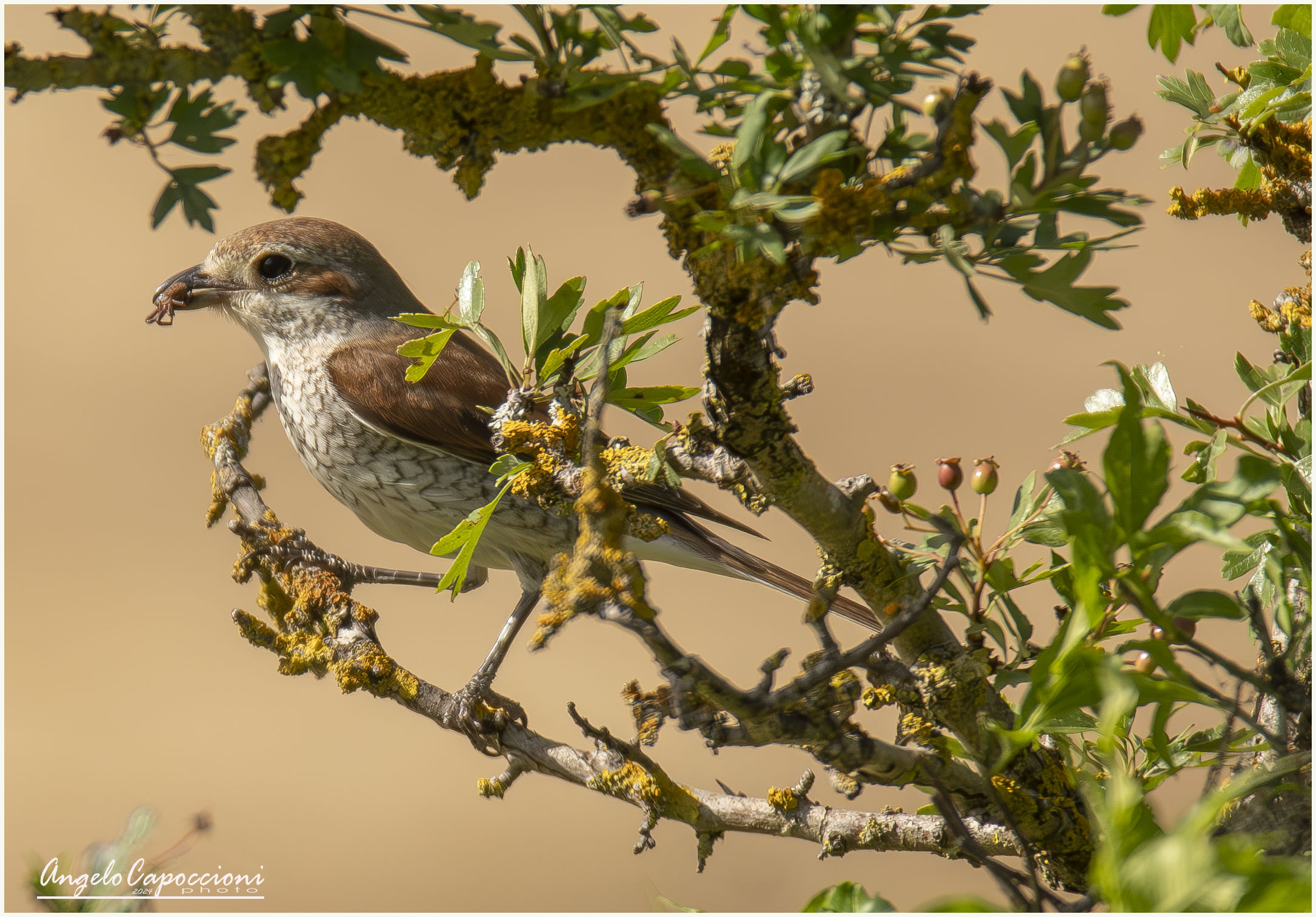 Shrike with small snack on the beak