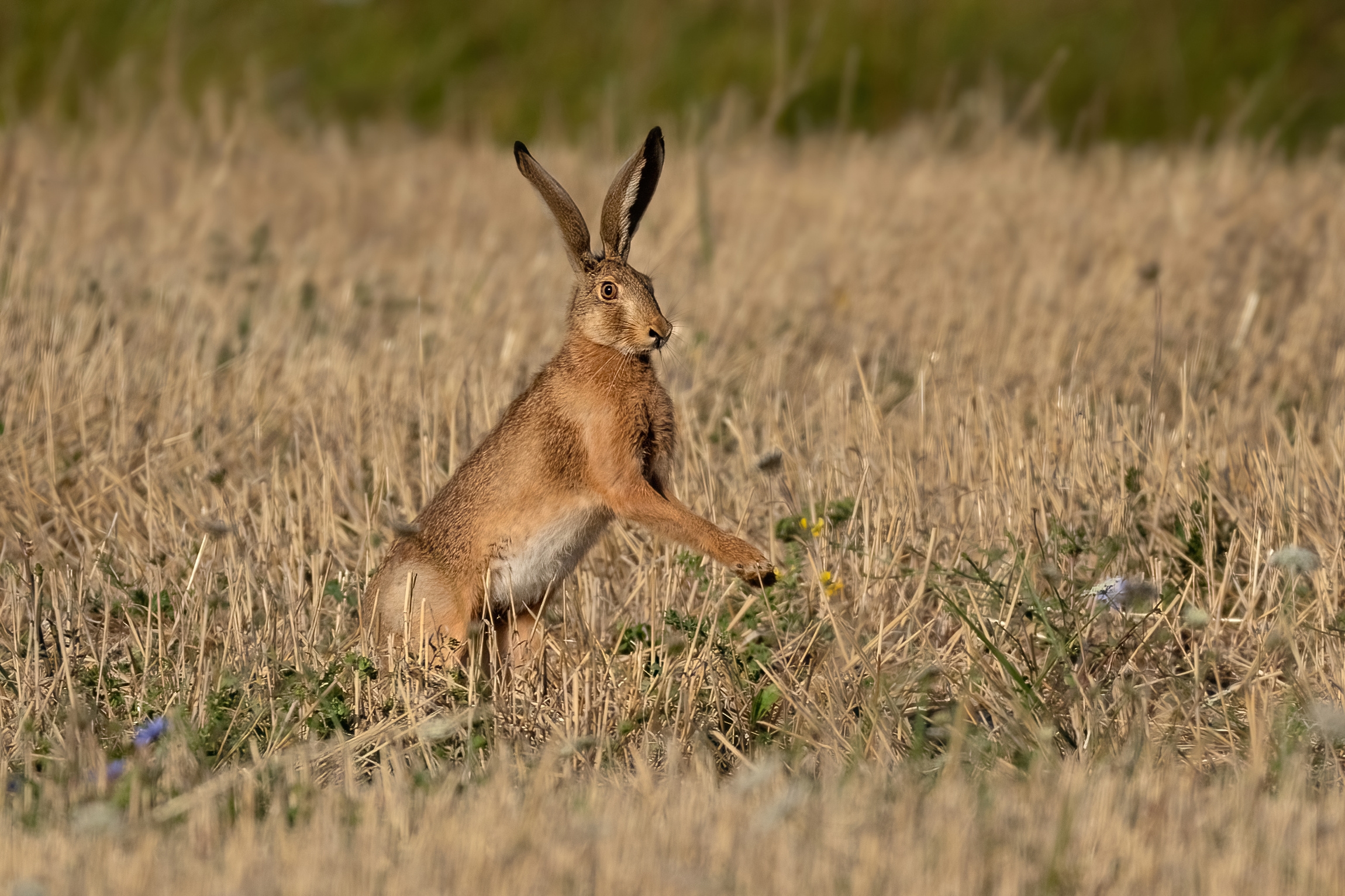 A beautiful hare enjoys the first sun