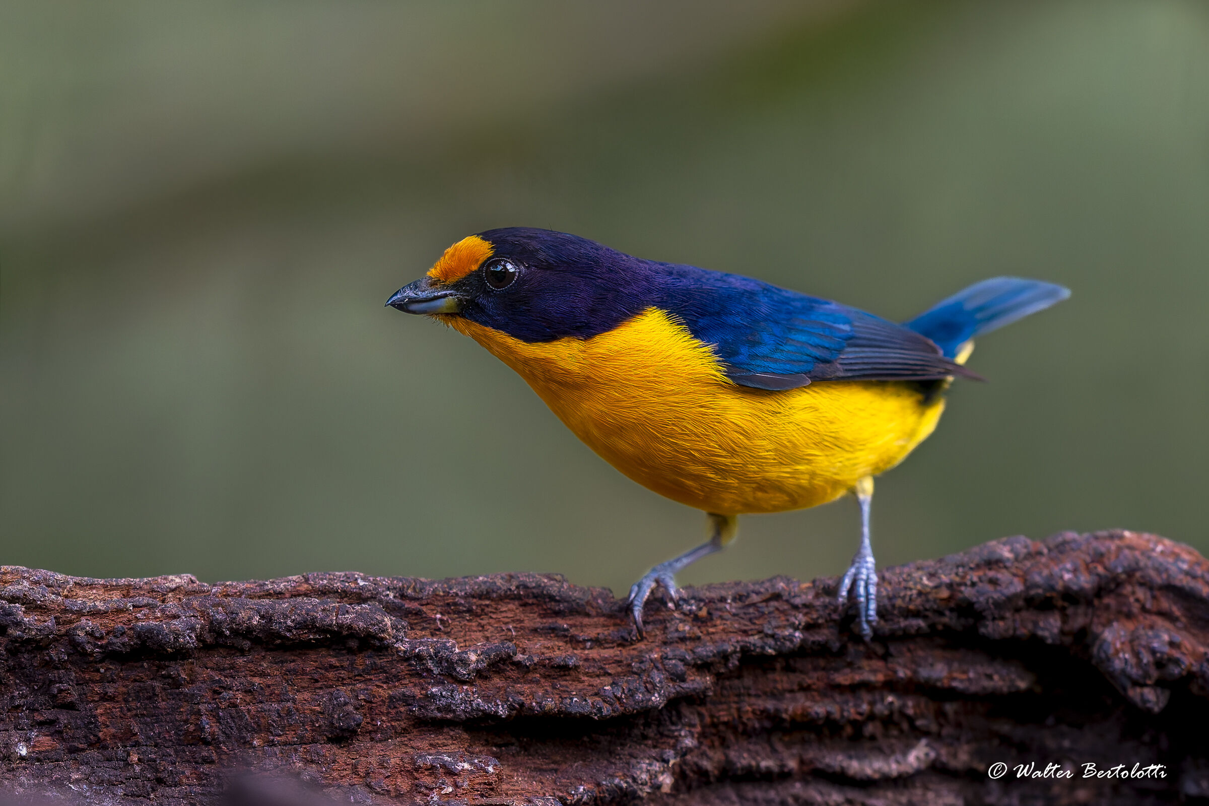 Euphonia violacea