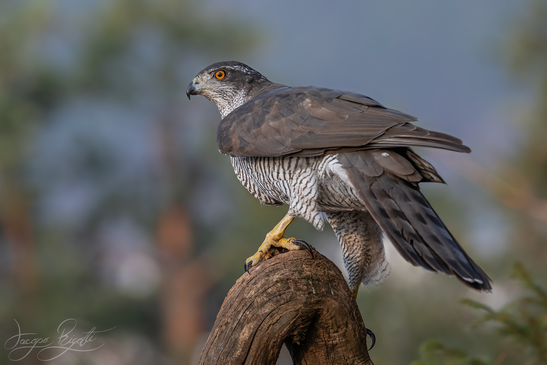 Goshawk