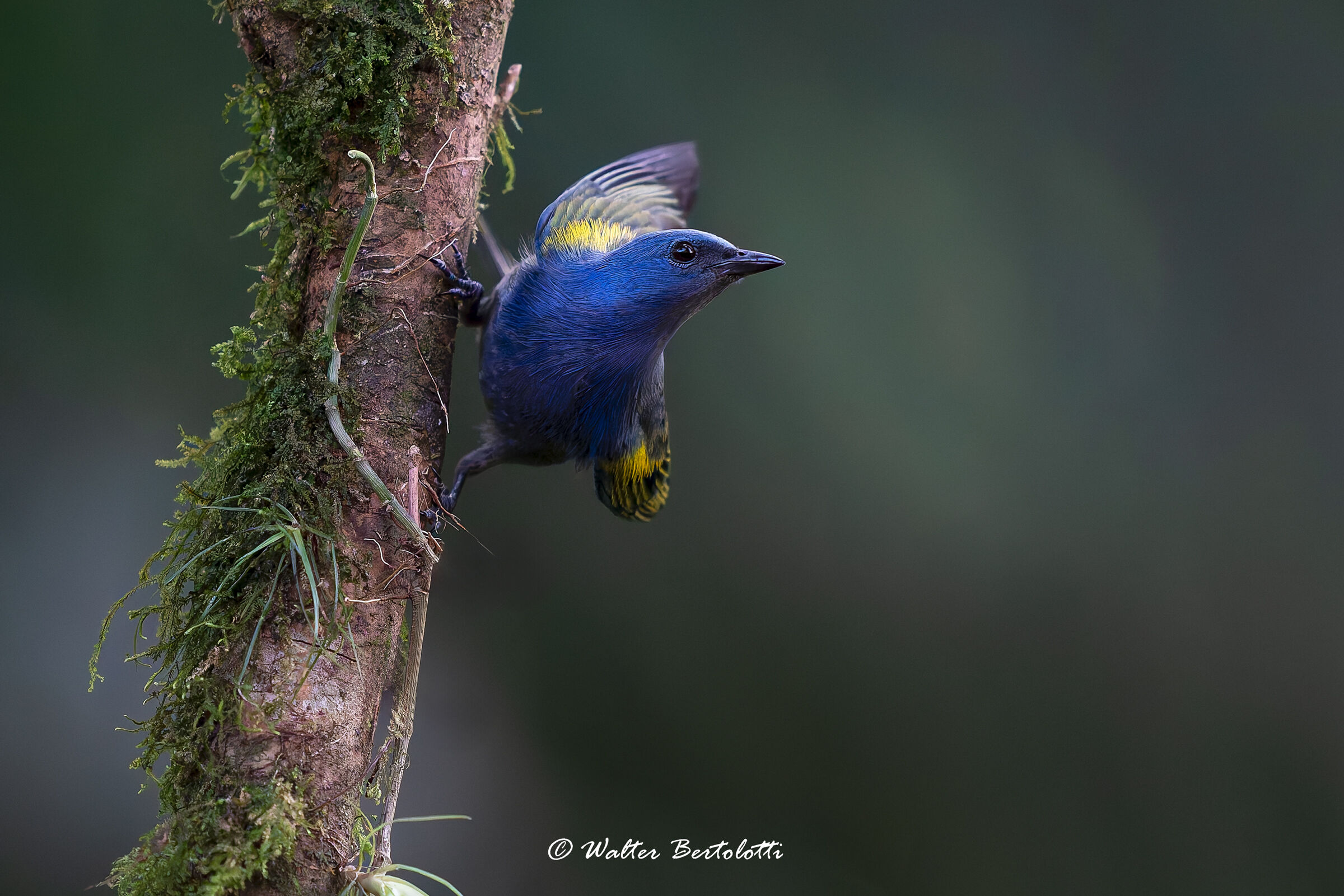 tangara spalledorate