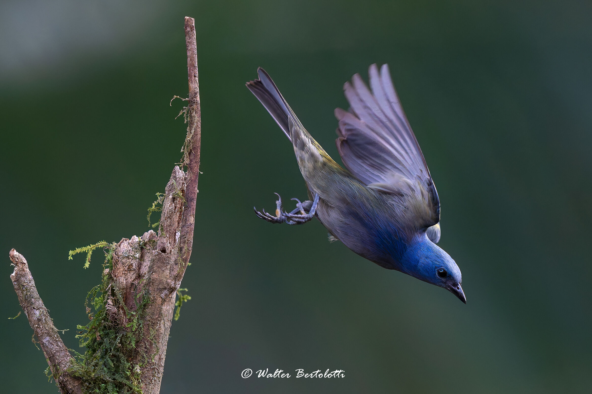 Tangara spalledorate