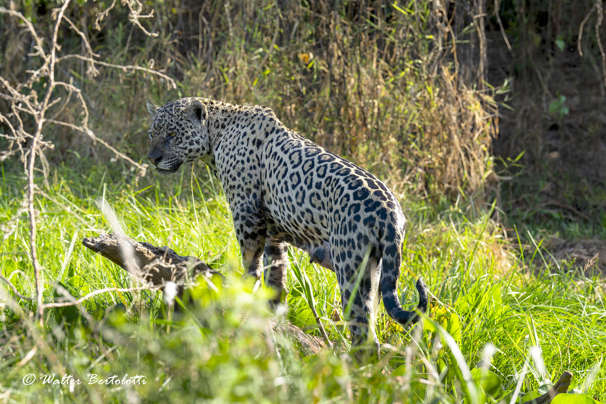 lady pantanal