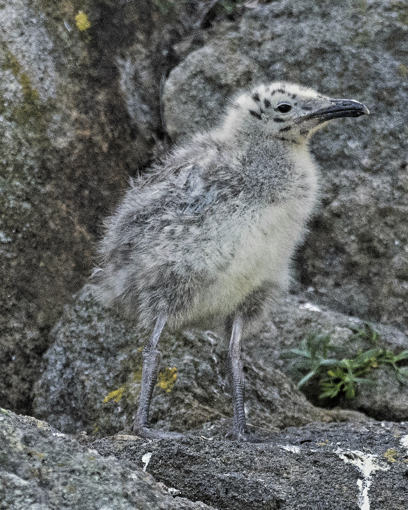 Pullo di gabbiano,  perfettamente mimetizzato.
