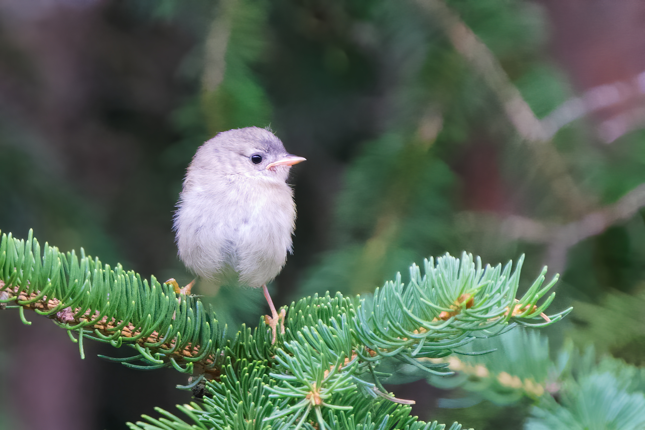 Il piccolo del più piccolo (Regolus regolus)