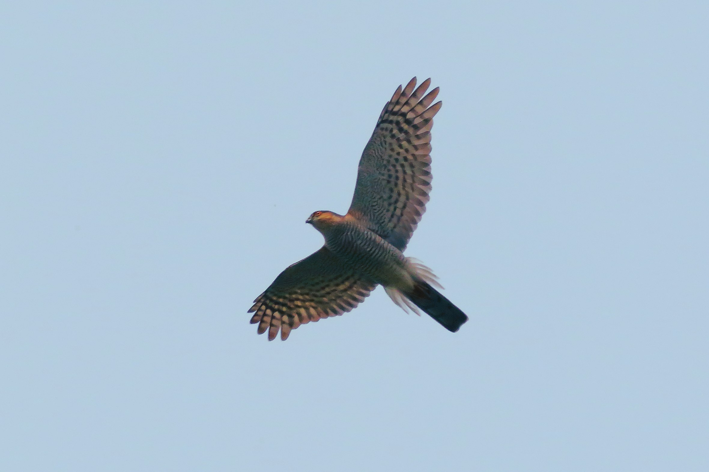 Sparviere 07 aprile 2024 - 7835