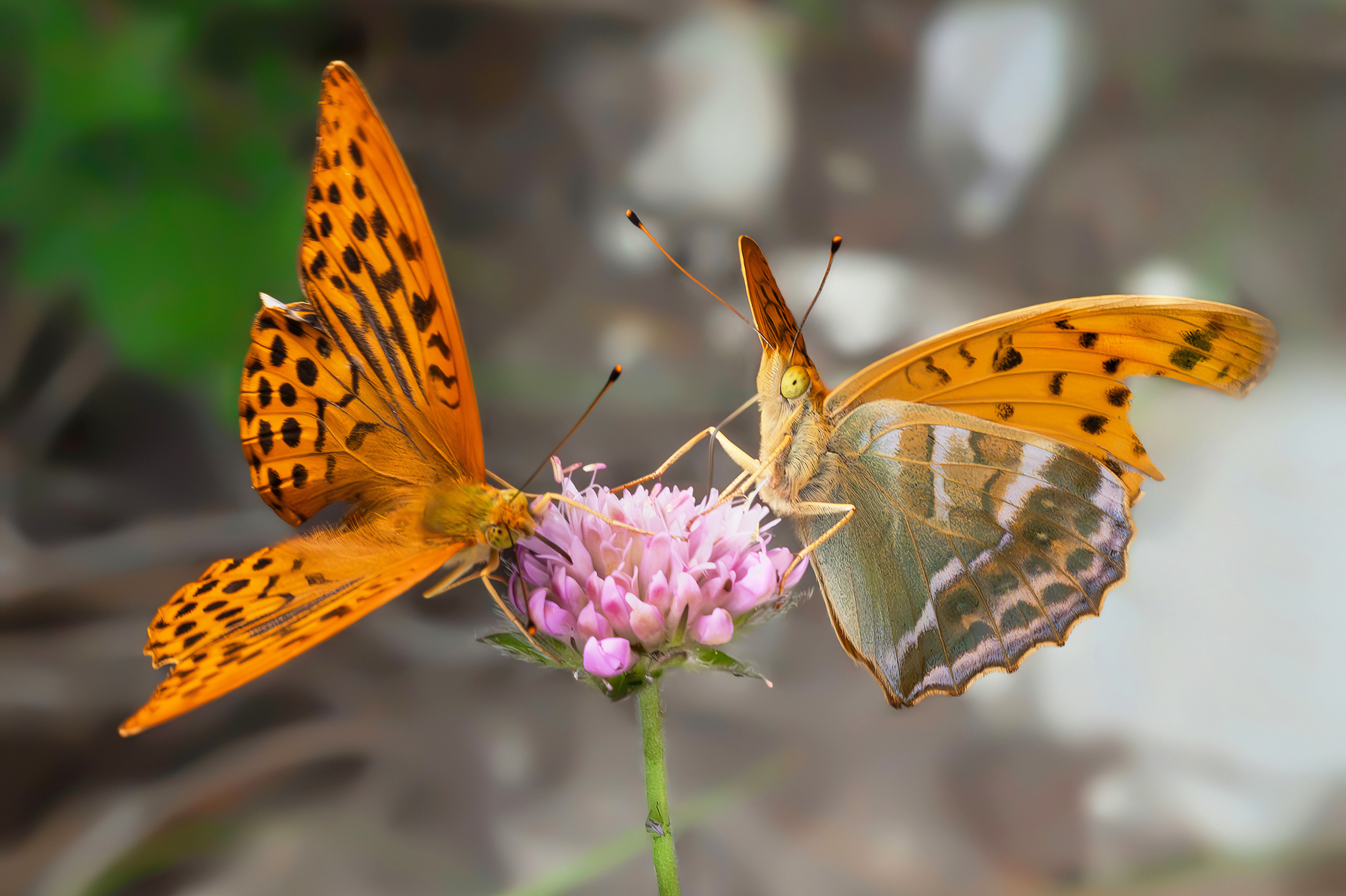 Argynnis paphia