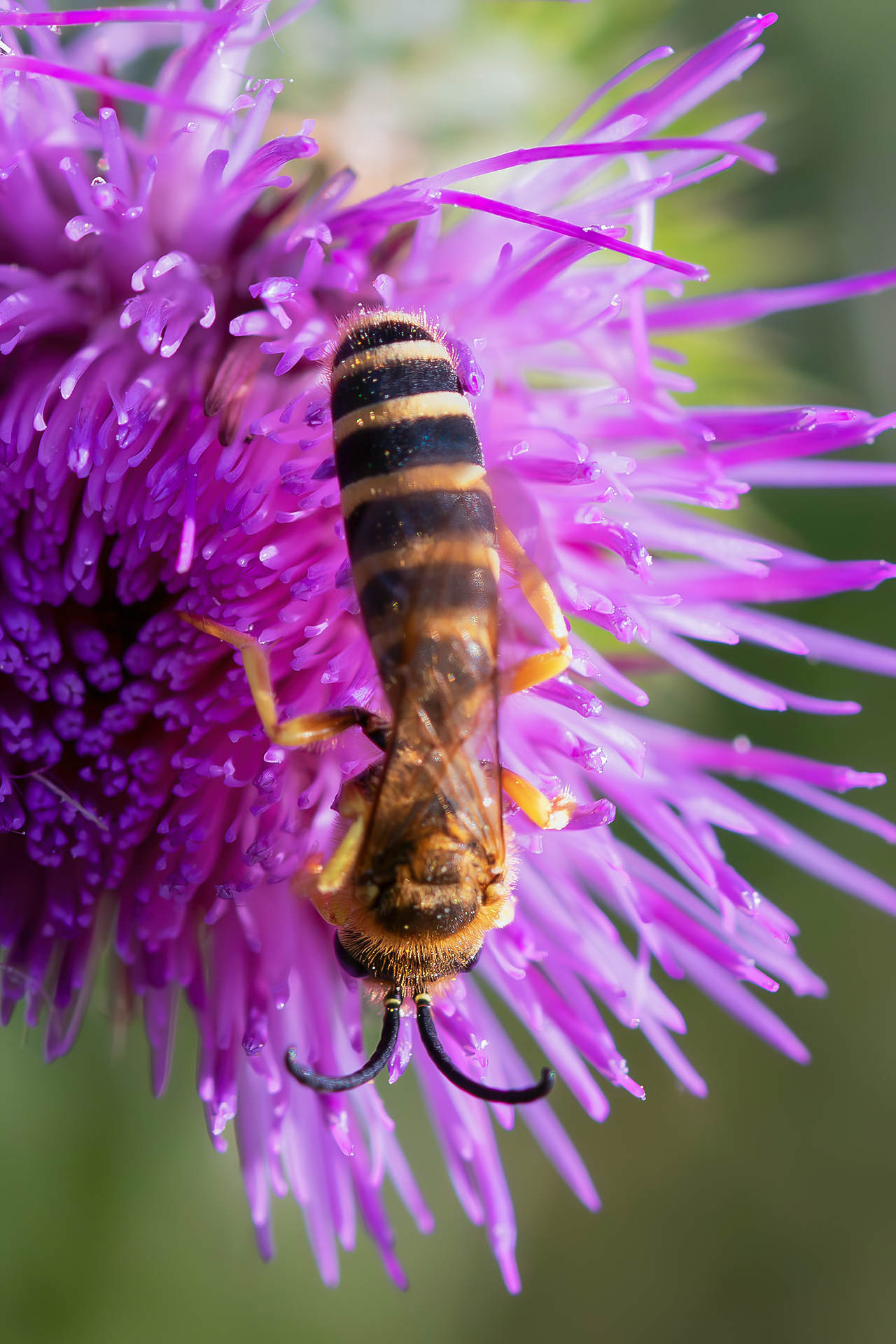 Halictus sp.