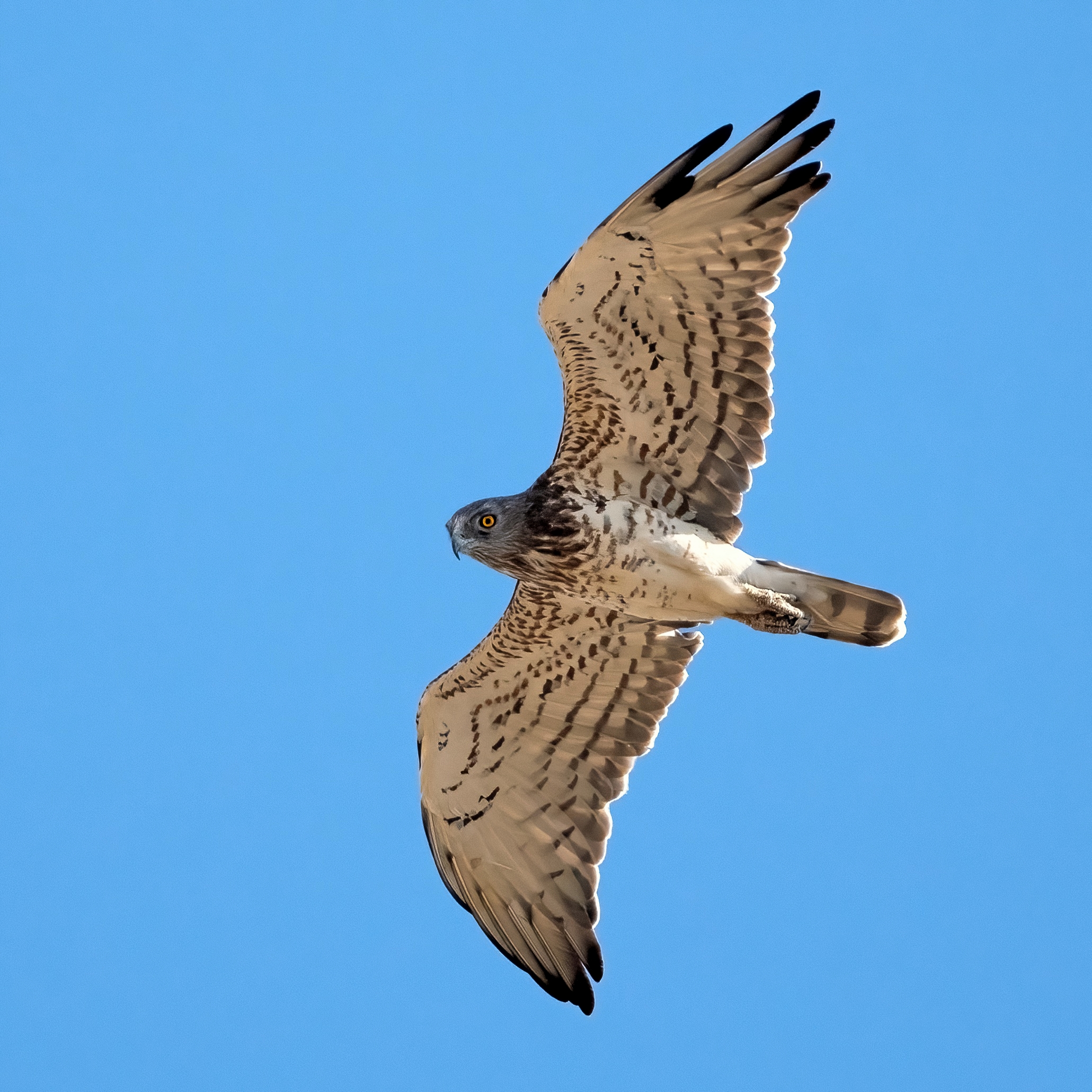 Biancone o Aquila dei serpenti (Circaetus gallicus)