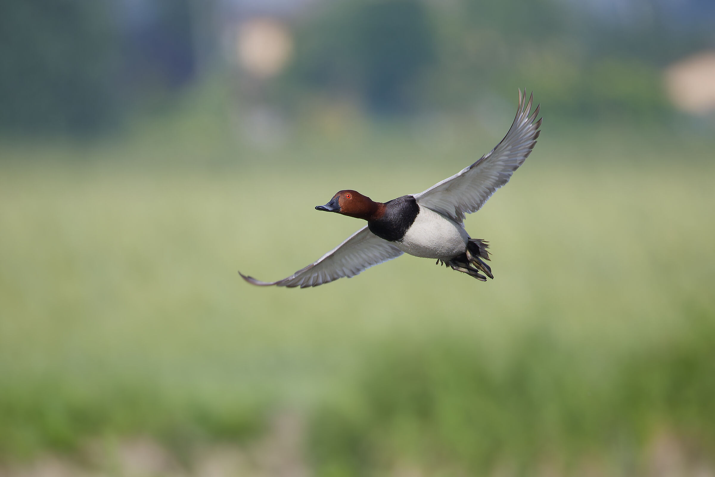 Pochard m.