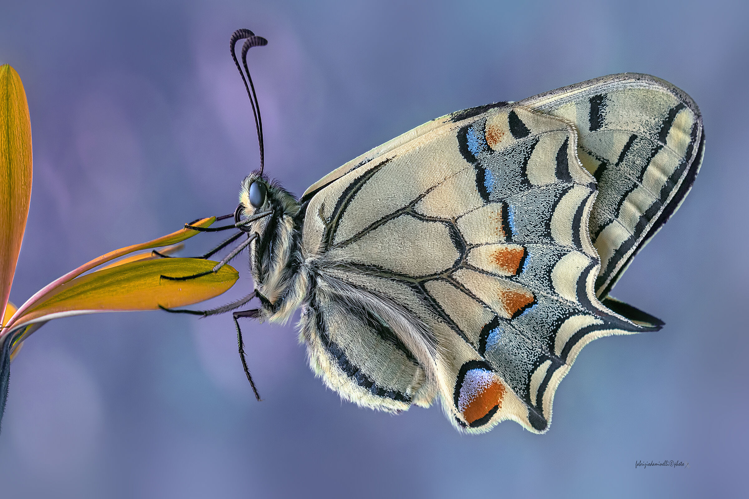 Papilio machaon
