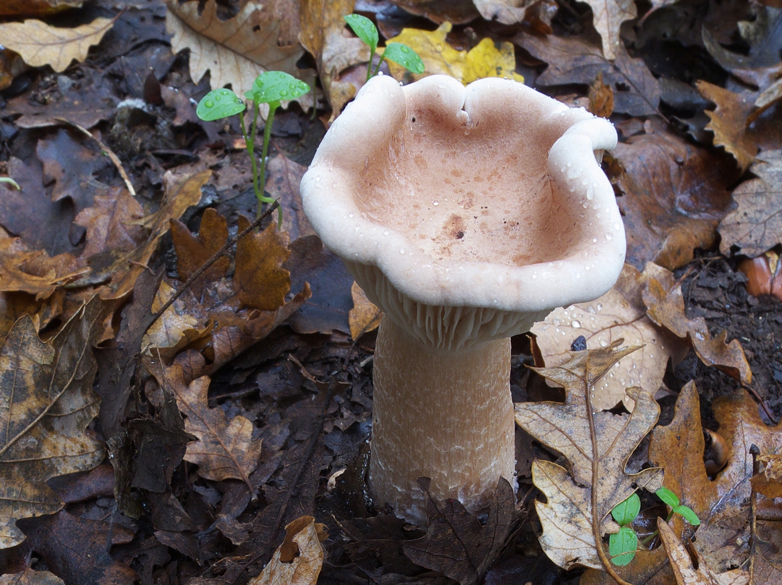 Clitocybe geotropa