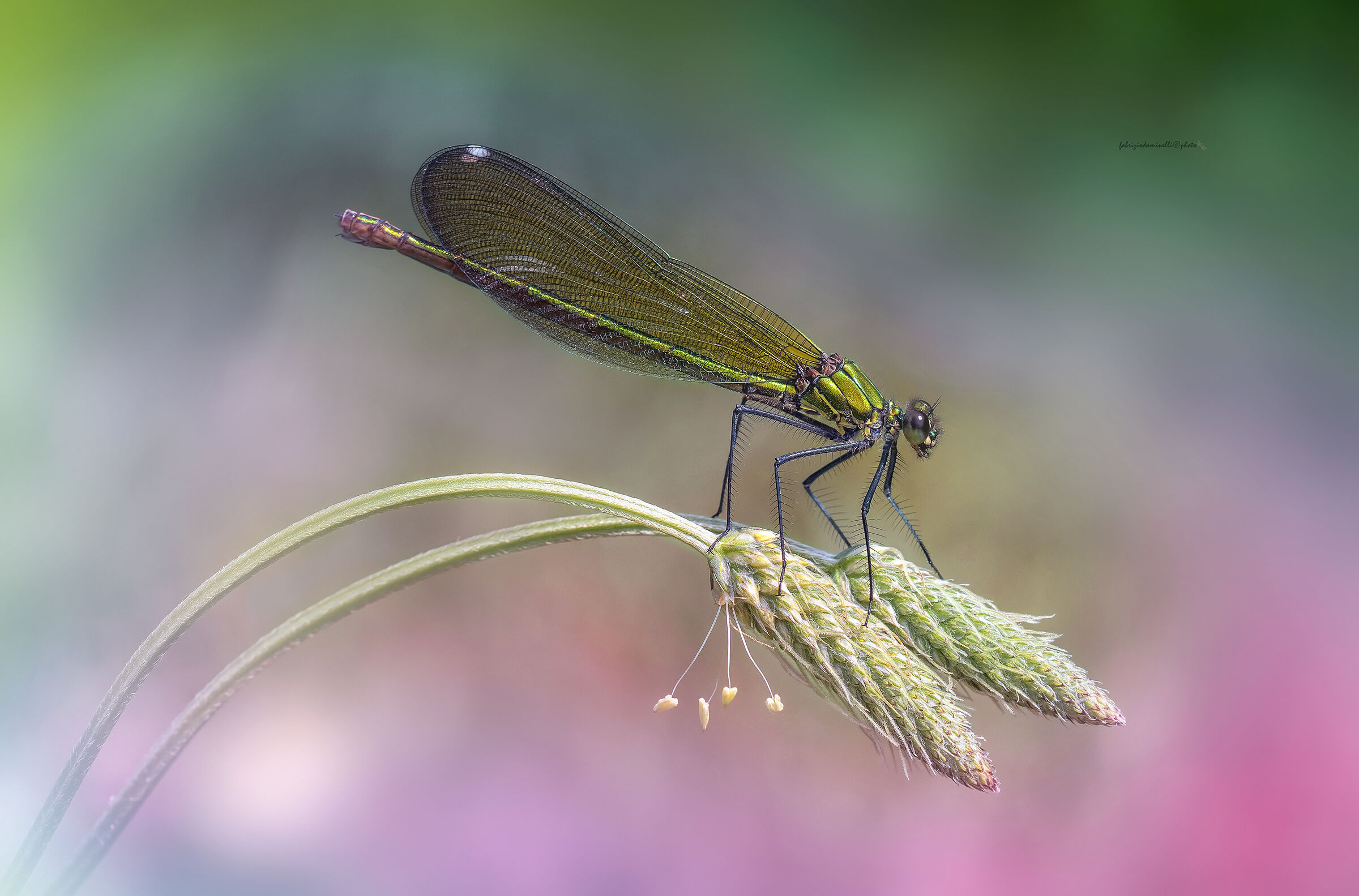 Calopteryx splendens