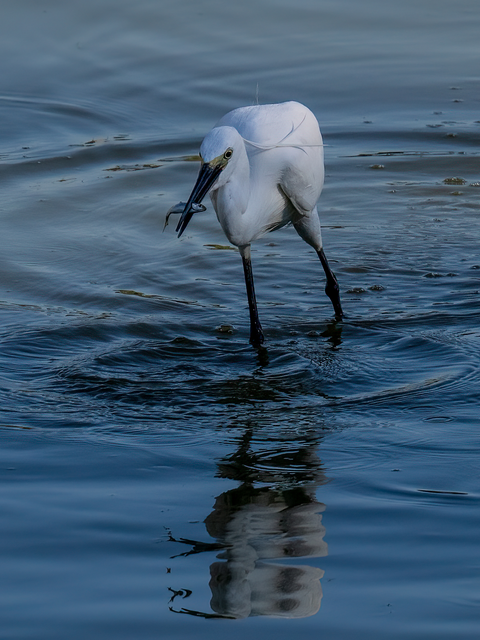 Egretta egretta egretta with prey