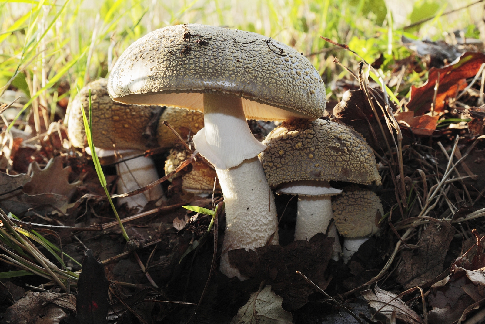 Amanita franchetii