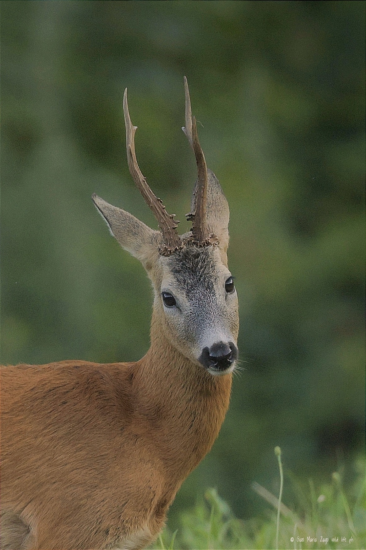 Roe deer