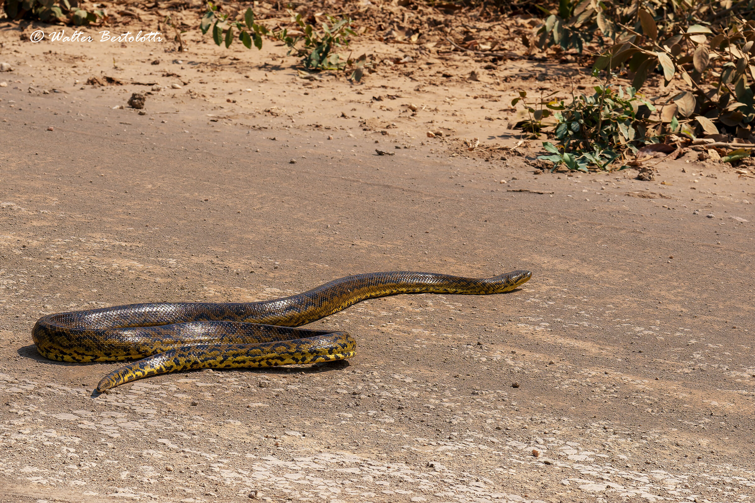 anaconda gialla