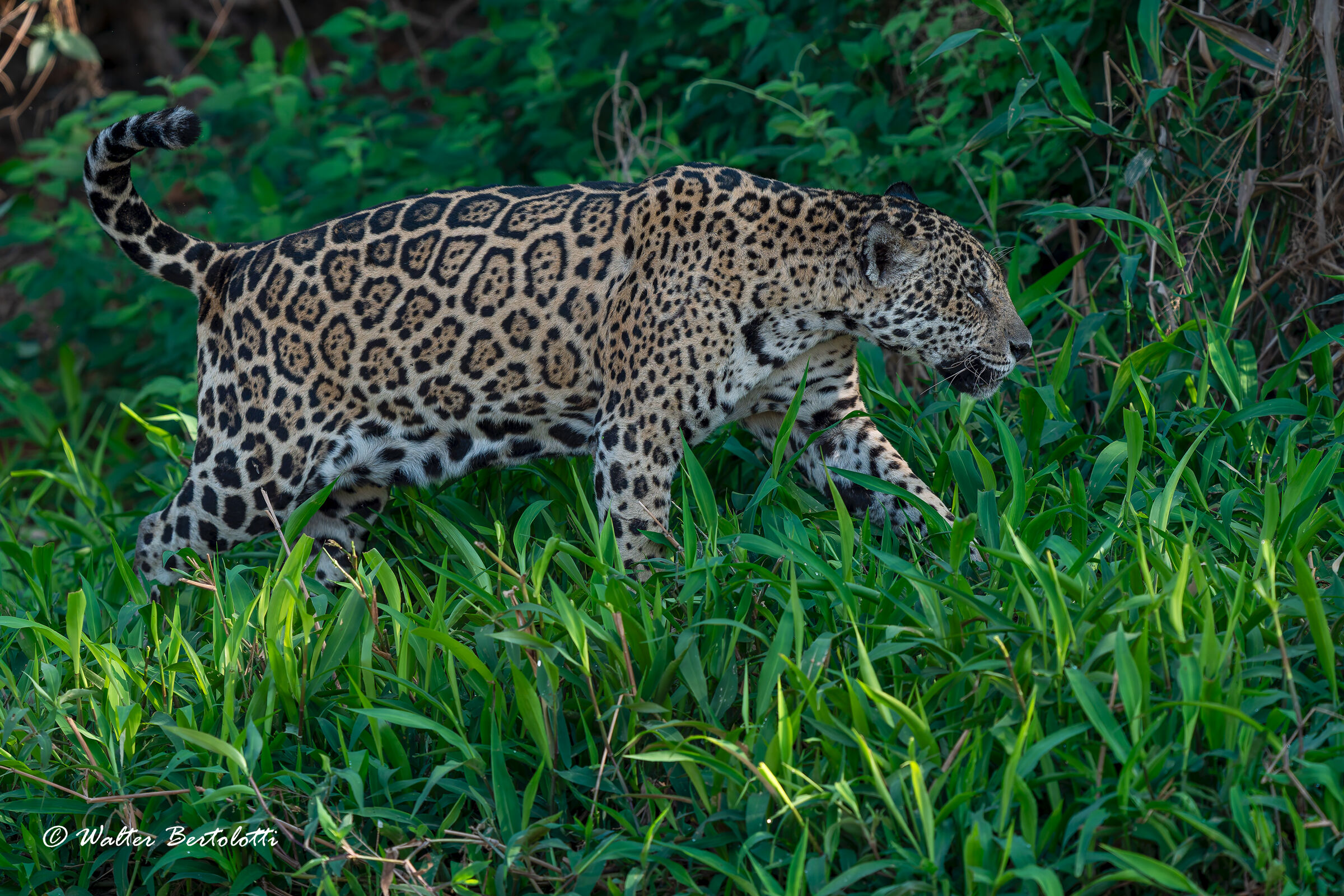 il signore del pantanal