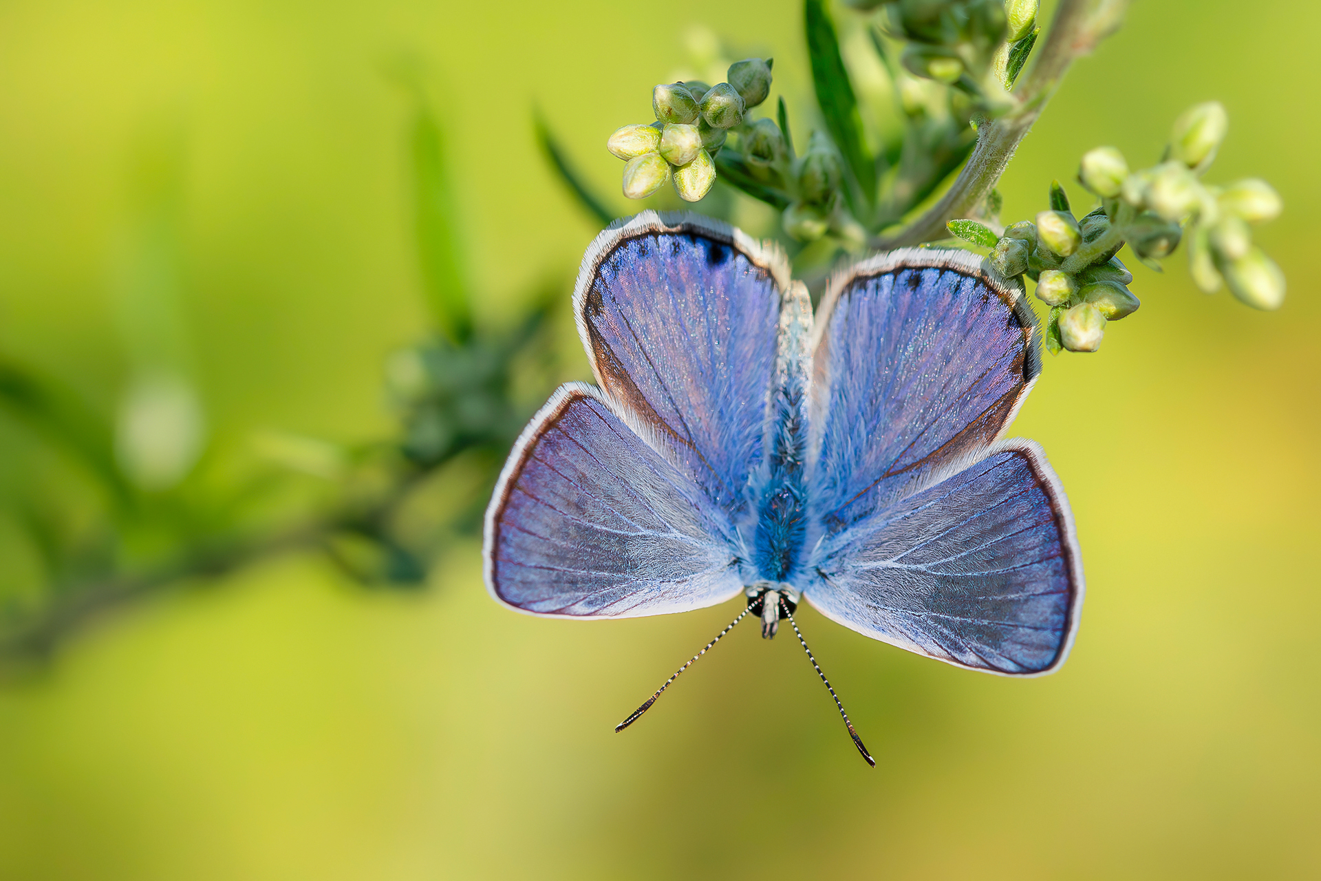 Polyommatus icarus