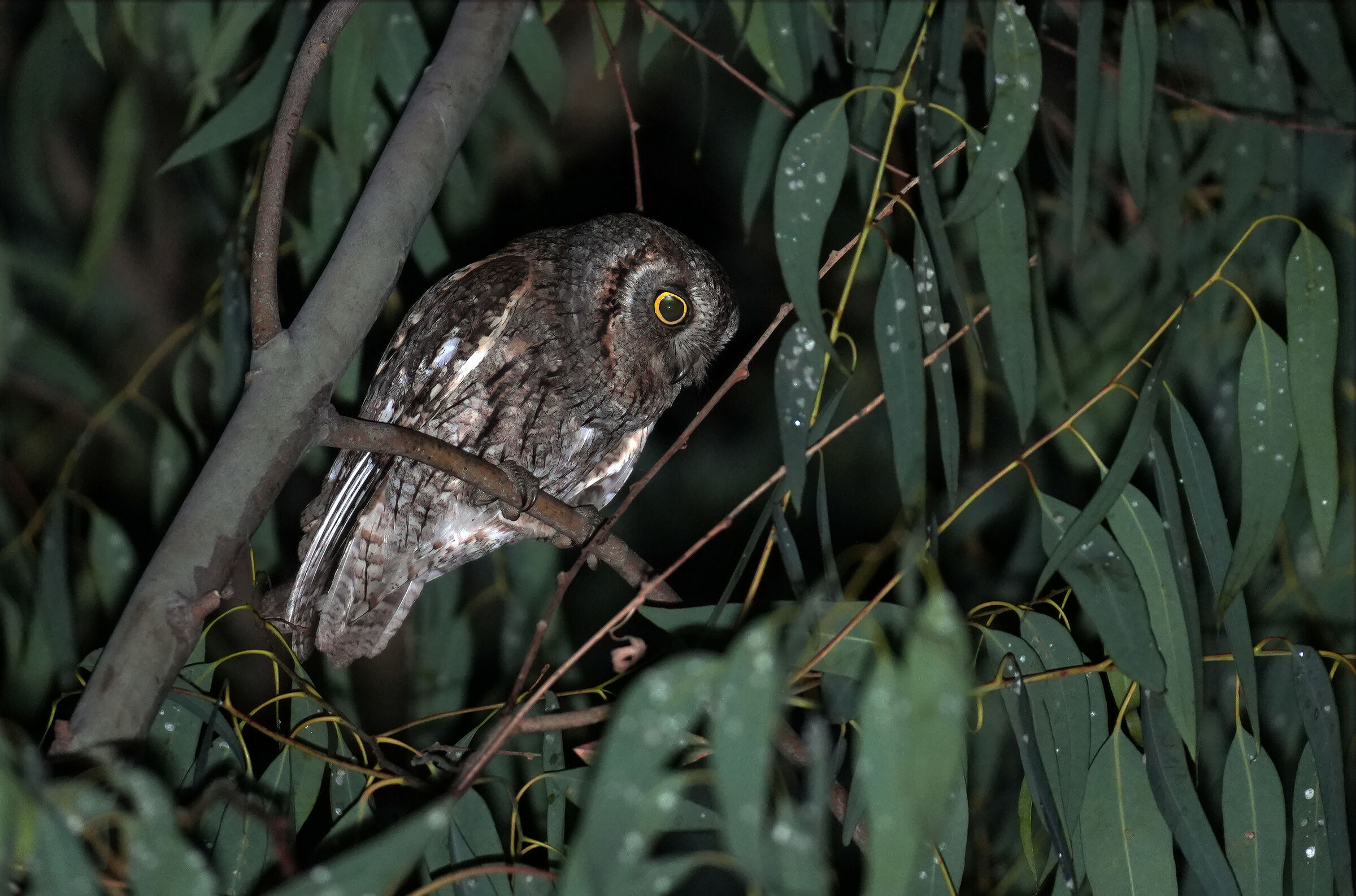 scops owl