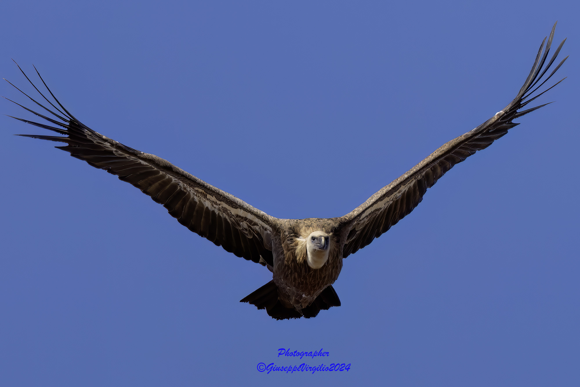 Griffin 02/08/2024 Sardinia