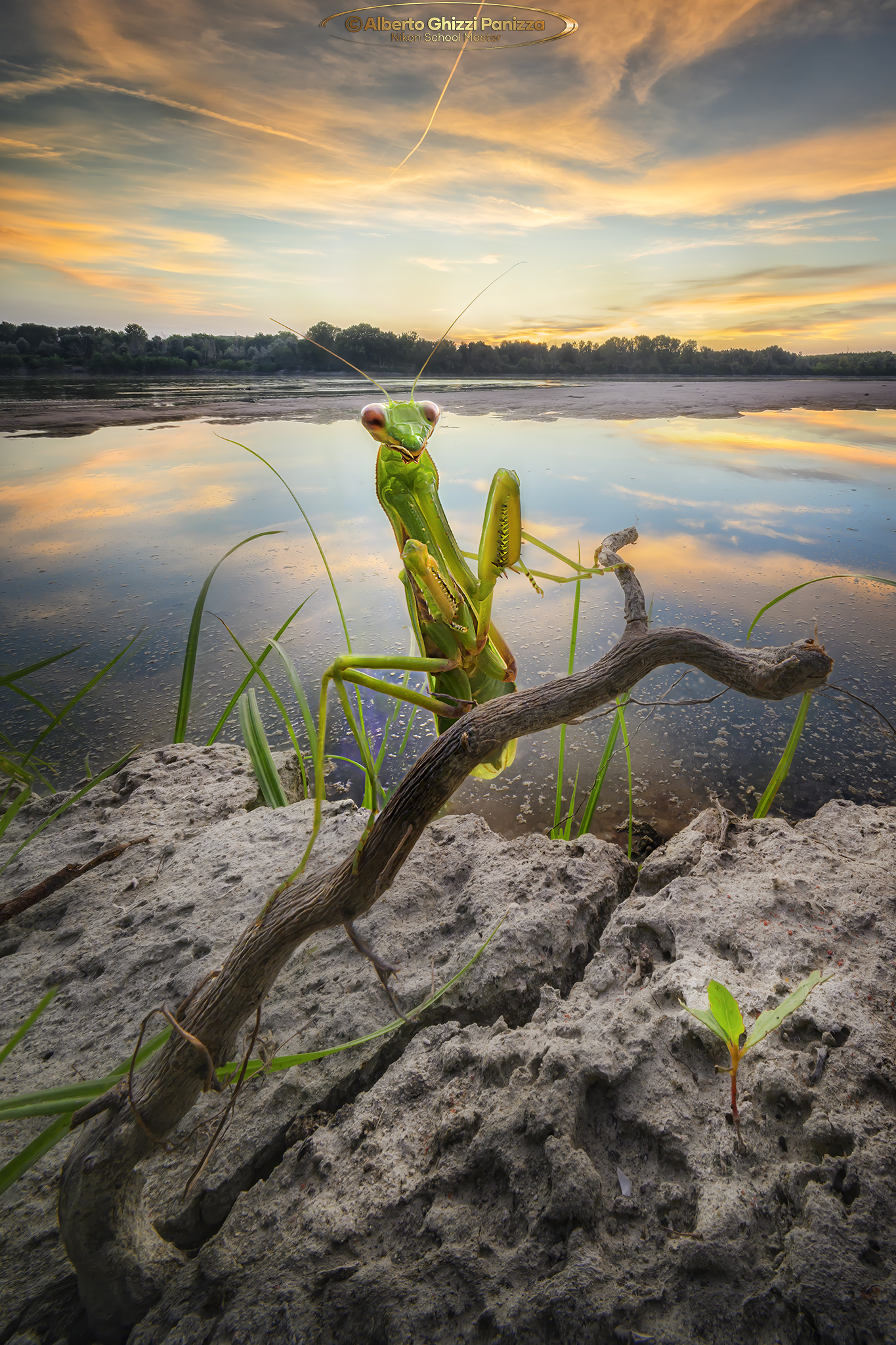 Even the mantises enjoy the beautiful sunsets