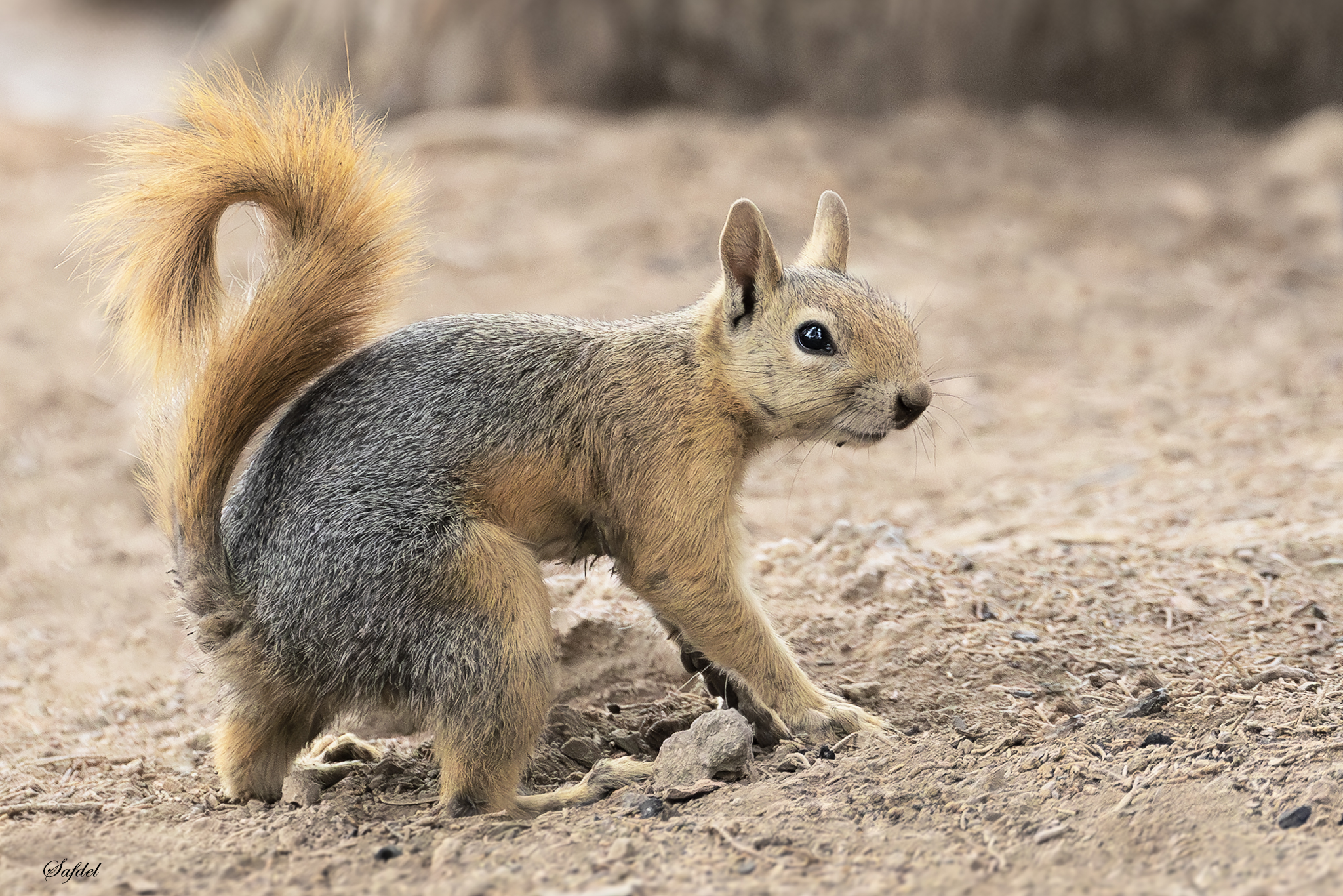 Iranian Squirrel