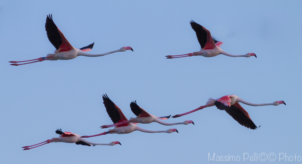 fenicotteri