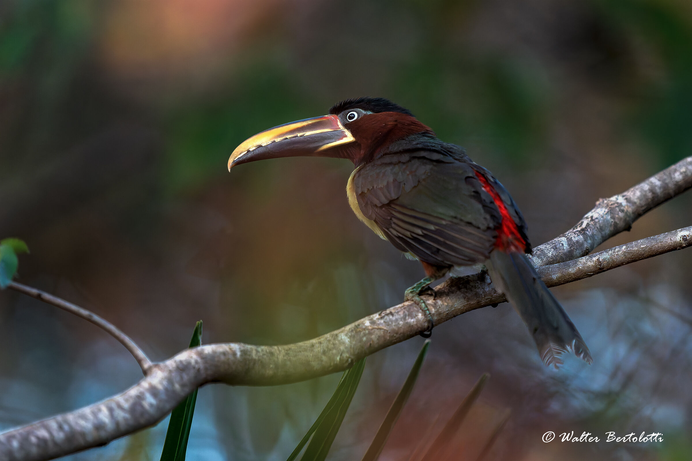 aracari dalle orecchie castane