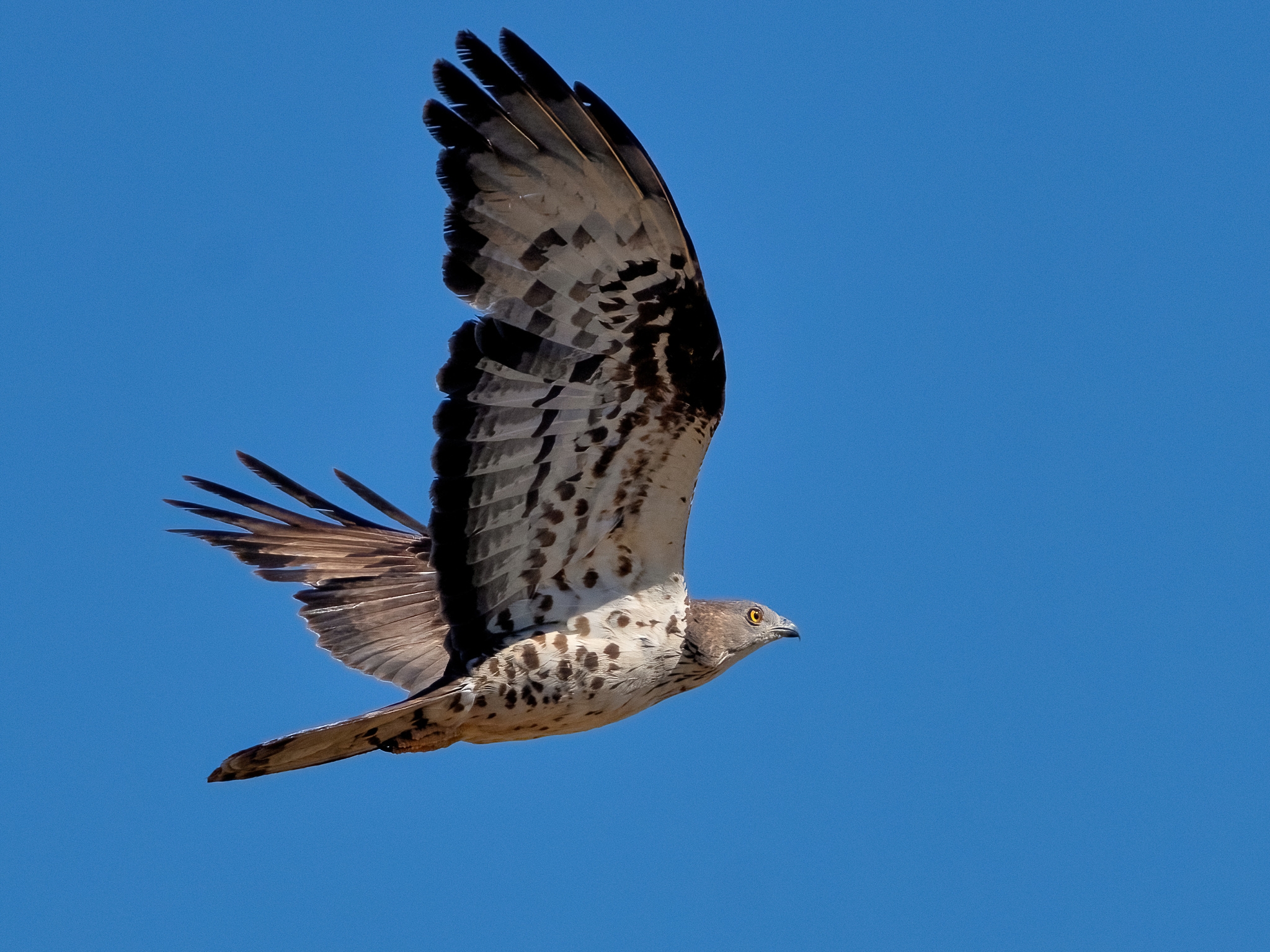Honey Buzzard (Pernis apivorus)