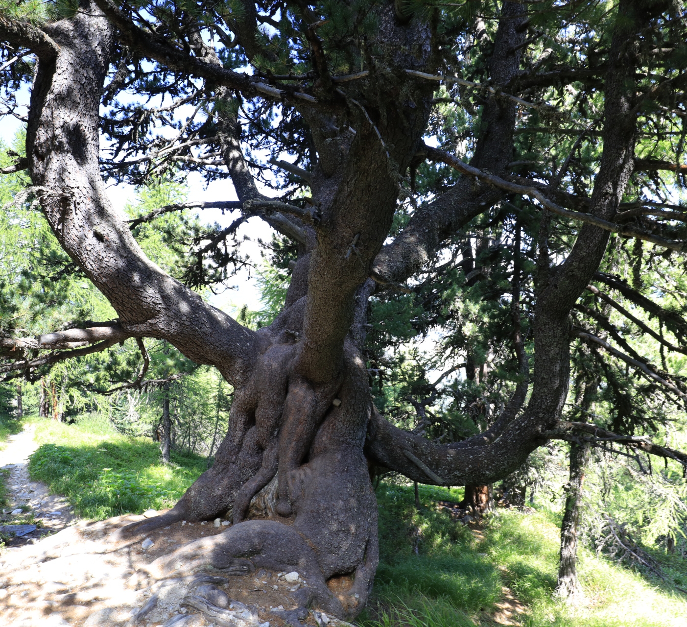 Centuries-old tree