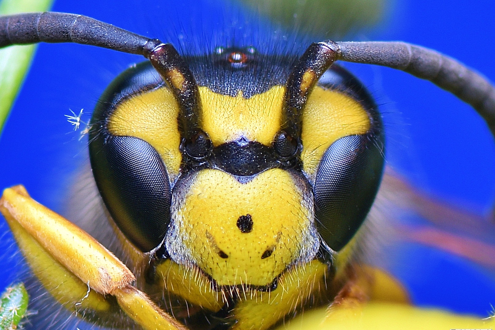 Vespula Germanica 31 July 2022