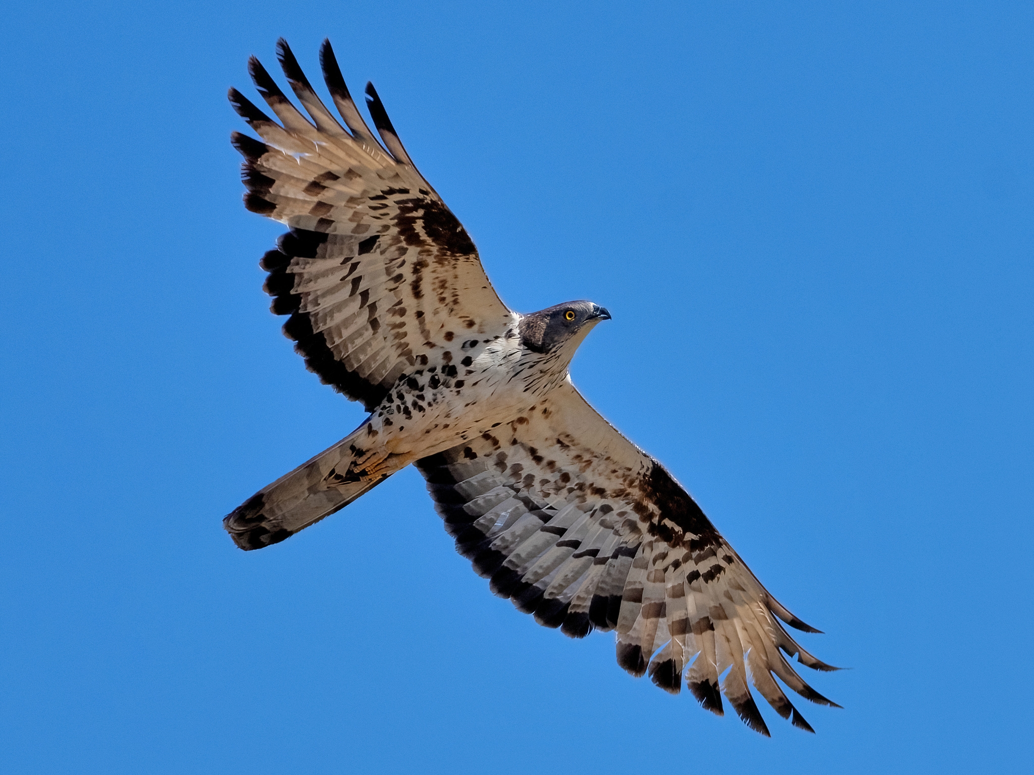 Honey Buzzard (Pernis apivorus)