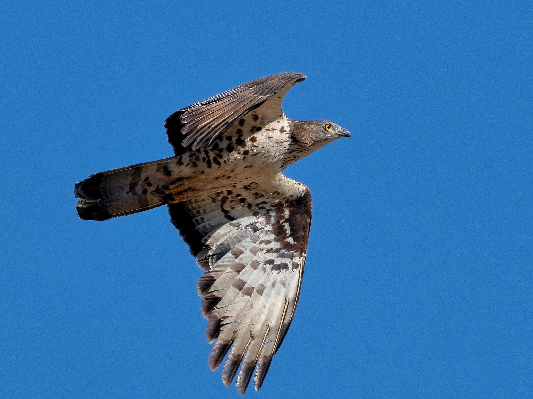 Falco Pecchiaiolo (Pernis apivorus)