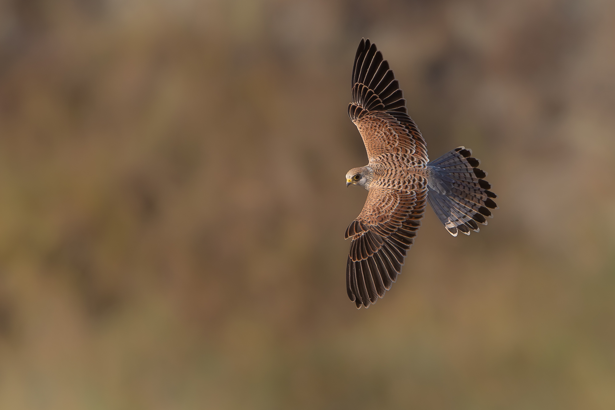 lesser kestrel?.