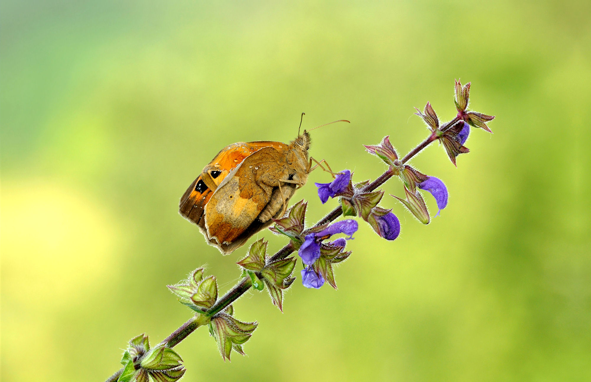 Buongiorno alla nuova vita