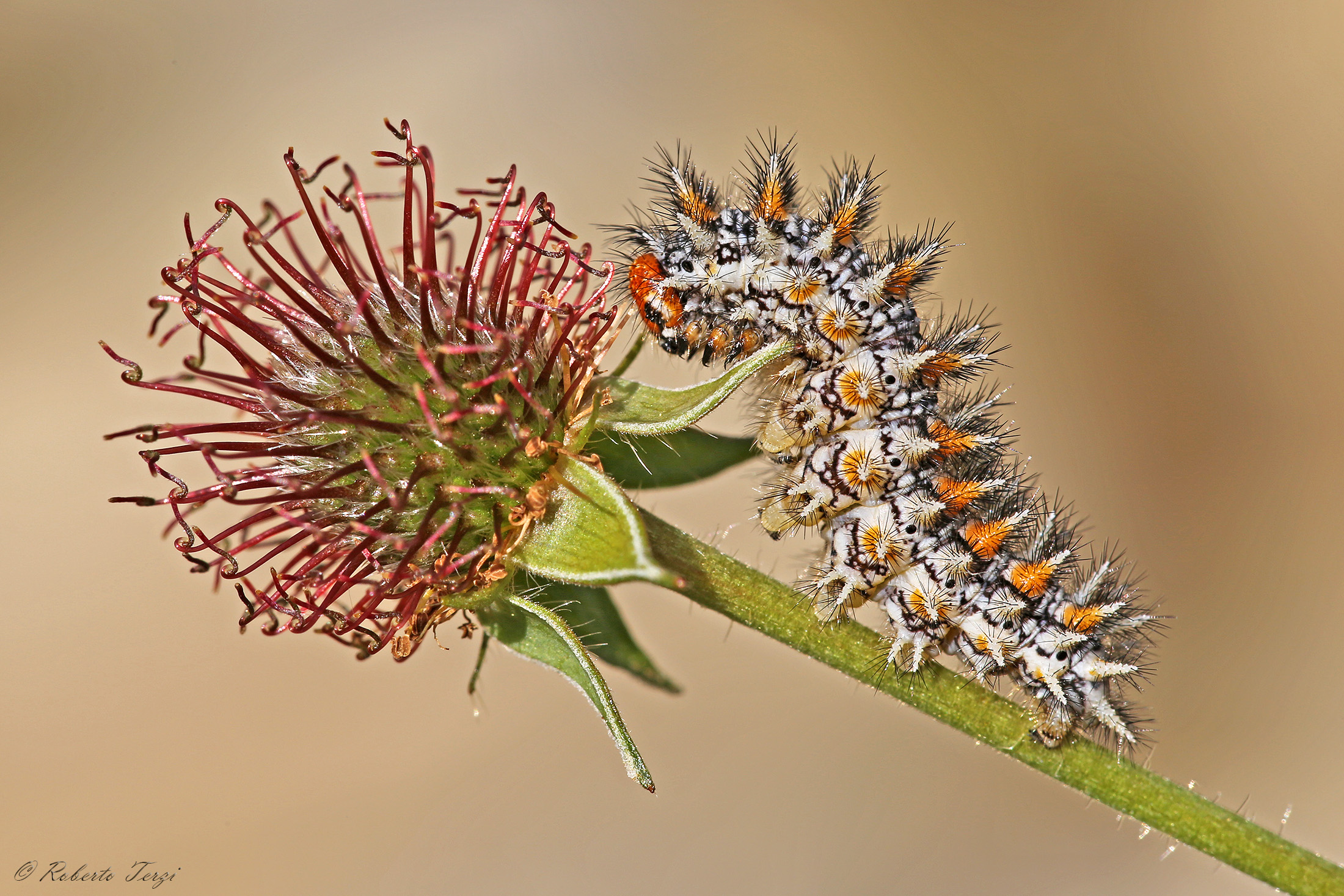 Caterpillar Melitaea