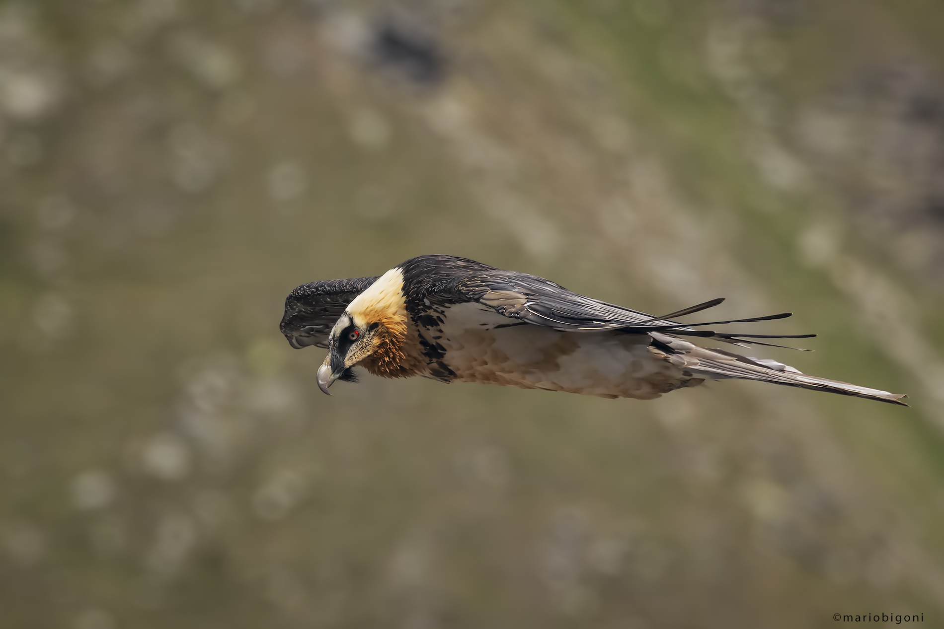 Bearded Vulture