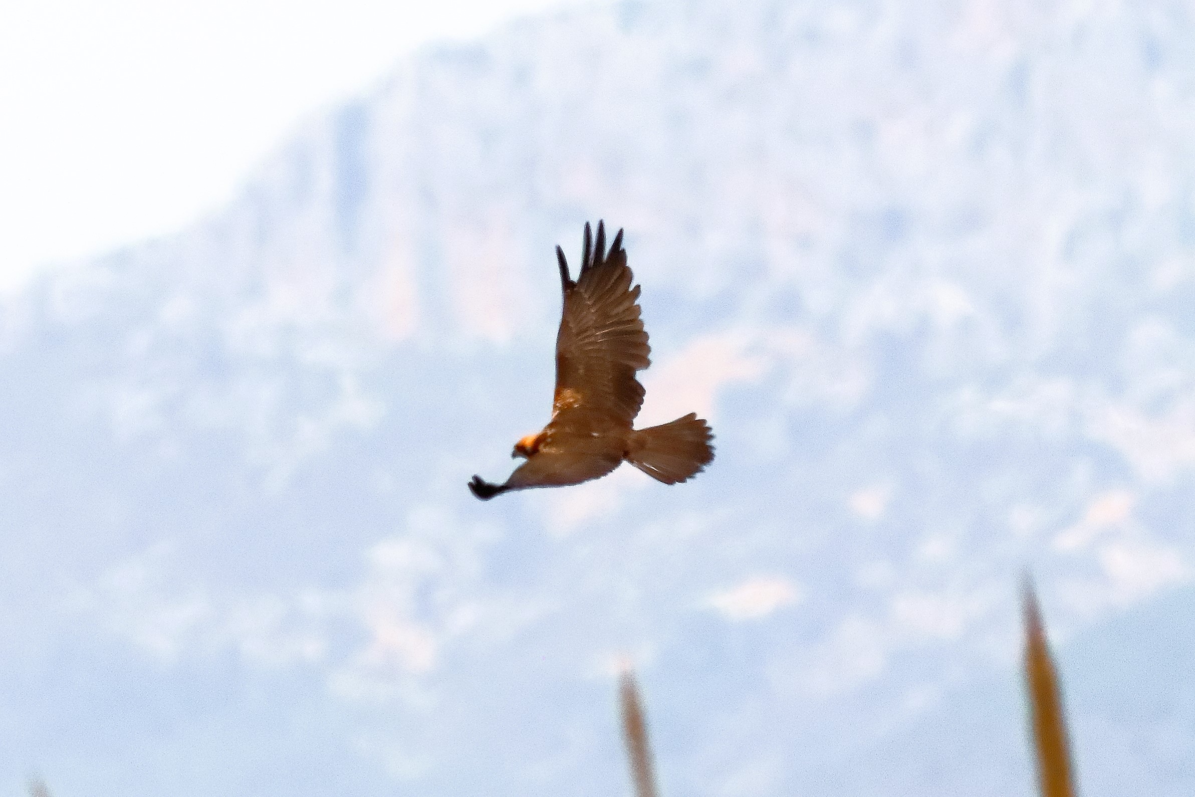 Falco di palude F 20-06-2024 - 0885