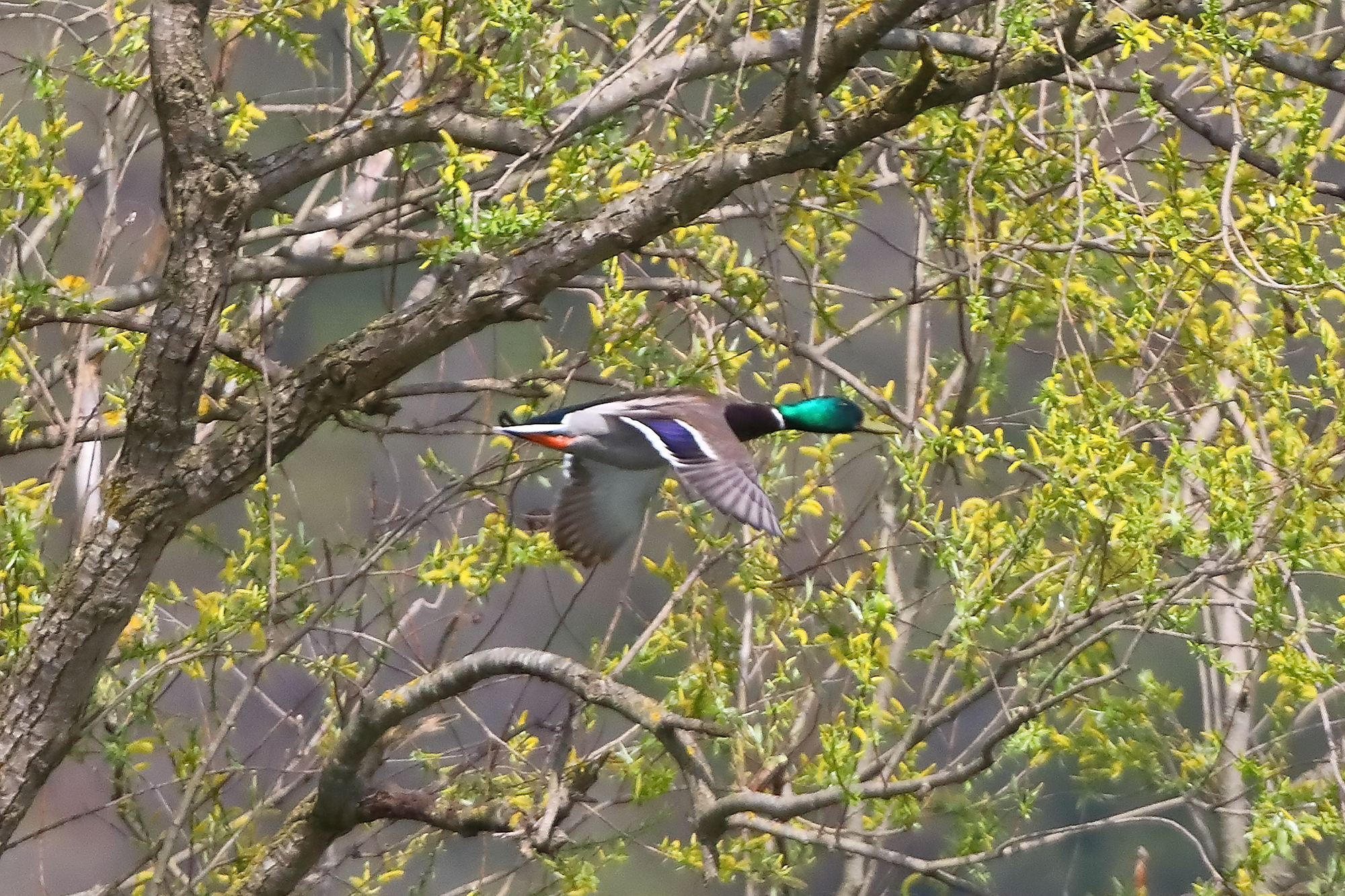 Germano R M 05 aprile 2024 - 0076