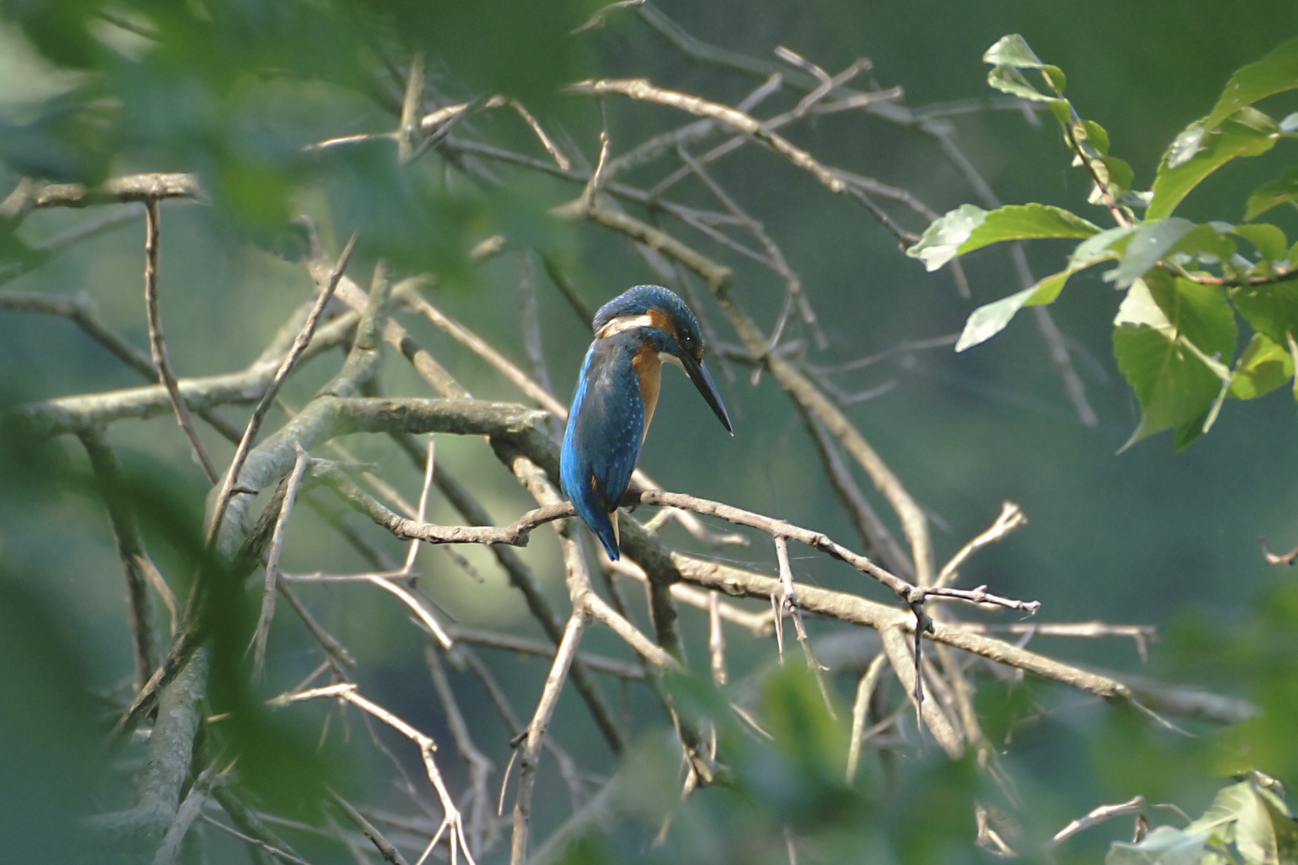 Kingfisher