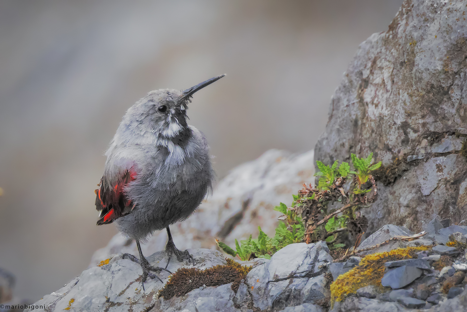 Wallcreeper