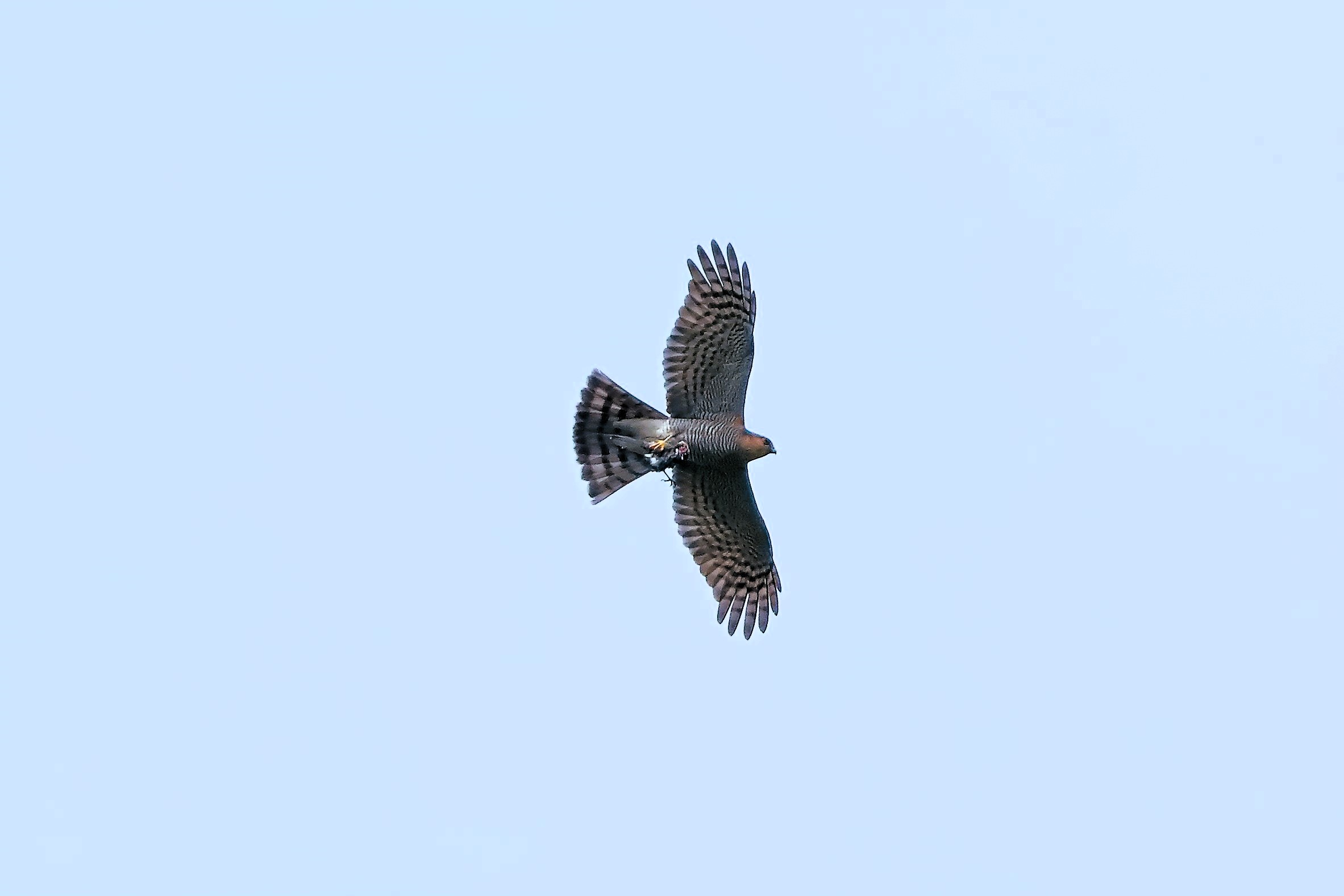 Sparviere 07 aprile 2024 - 0050