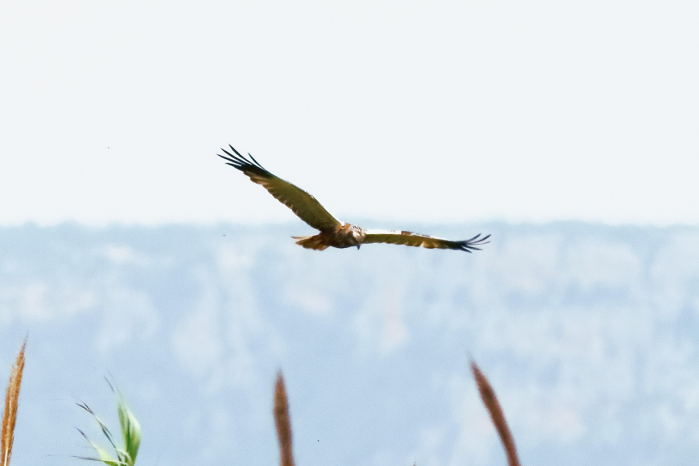 Falco di palude M 20-06-2024 - 0918