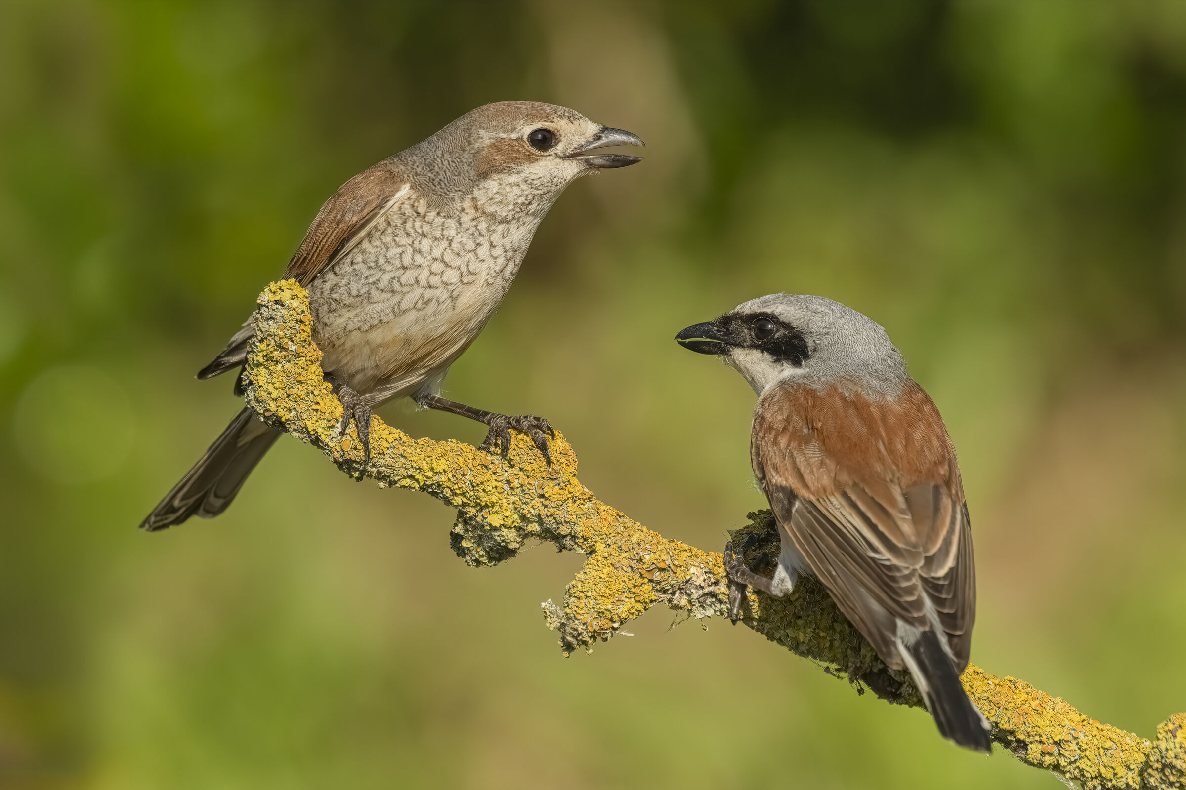 Red-backed shrike
